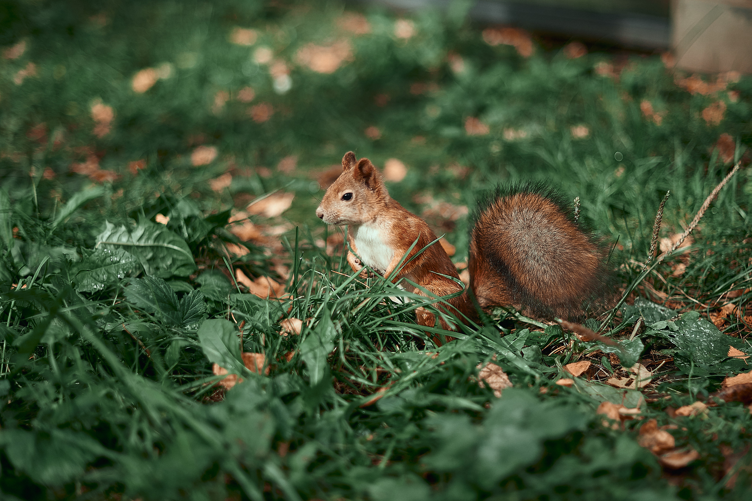 Портфолио репортажной фотосъёмки: День туризма. Фотограф Яковлев Роман — Красноярск