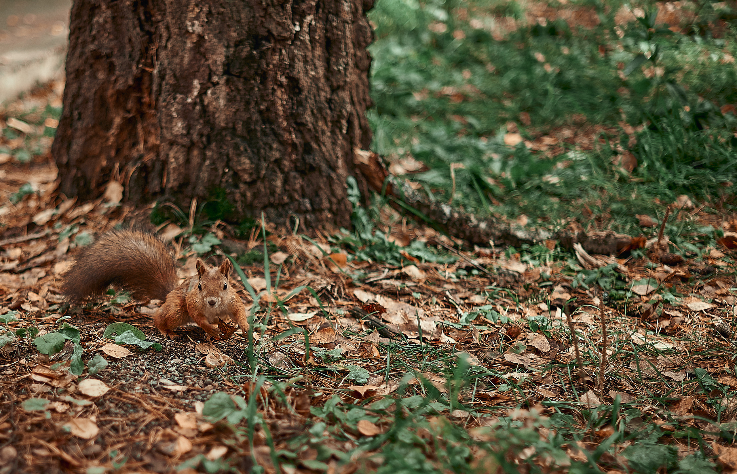 Портфолио репортажной фотосъёмки: День туризма. Фотограф Яковлев Роман — Красноярск