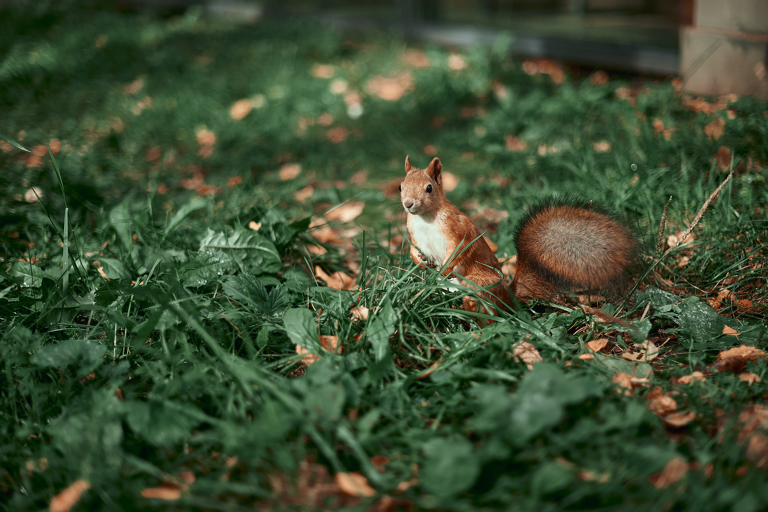 Портфолио репортажной фотосъёмки: День туризма. Фотограф Яковлев Роман — Красноярск