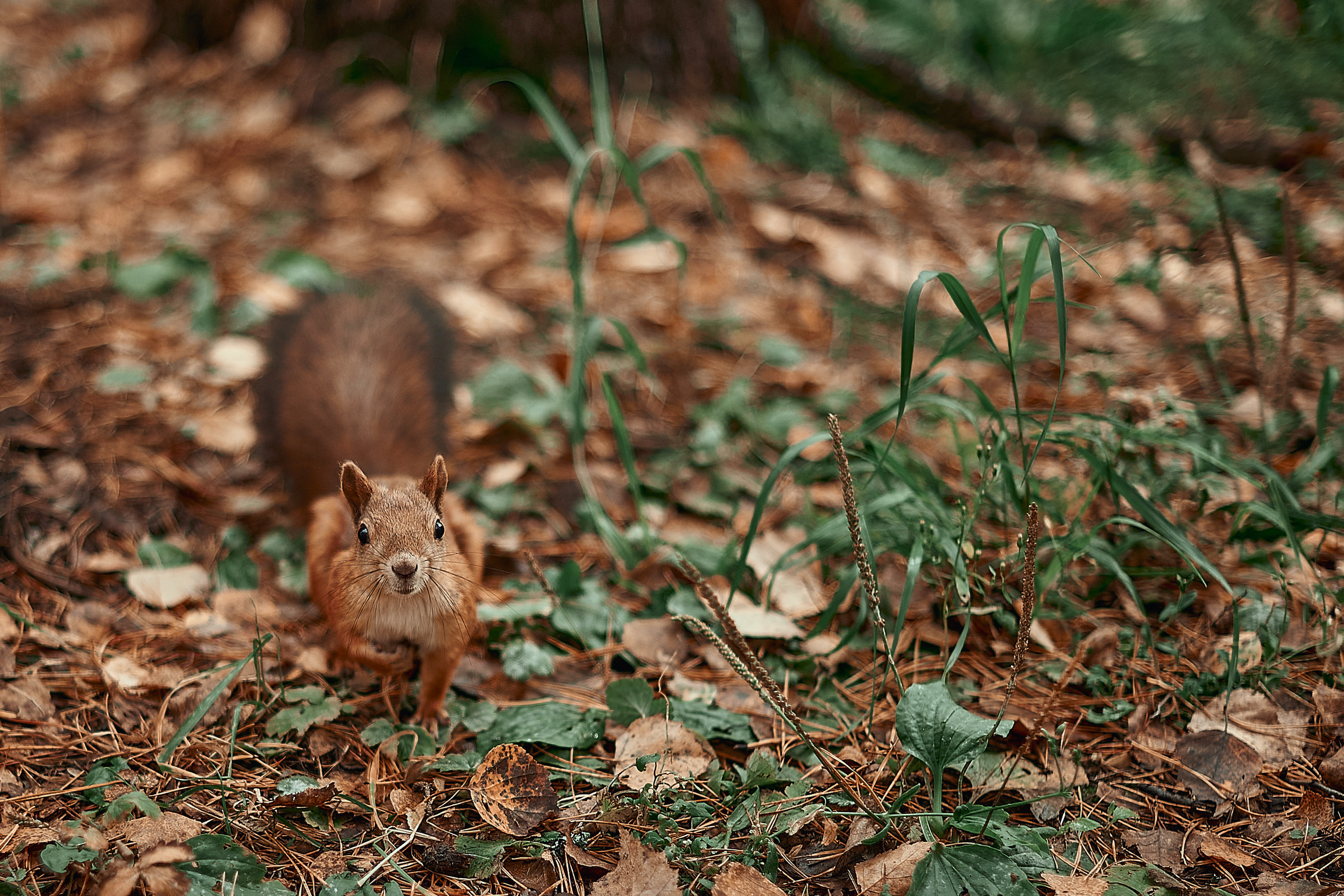 Портфолио репортажной фотосъёмки: День туризма. Фотограф Яковлев Роман — Красноярск