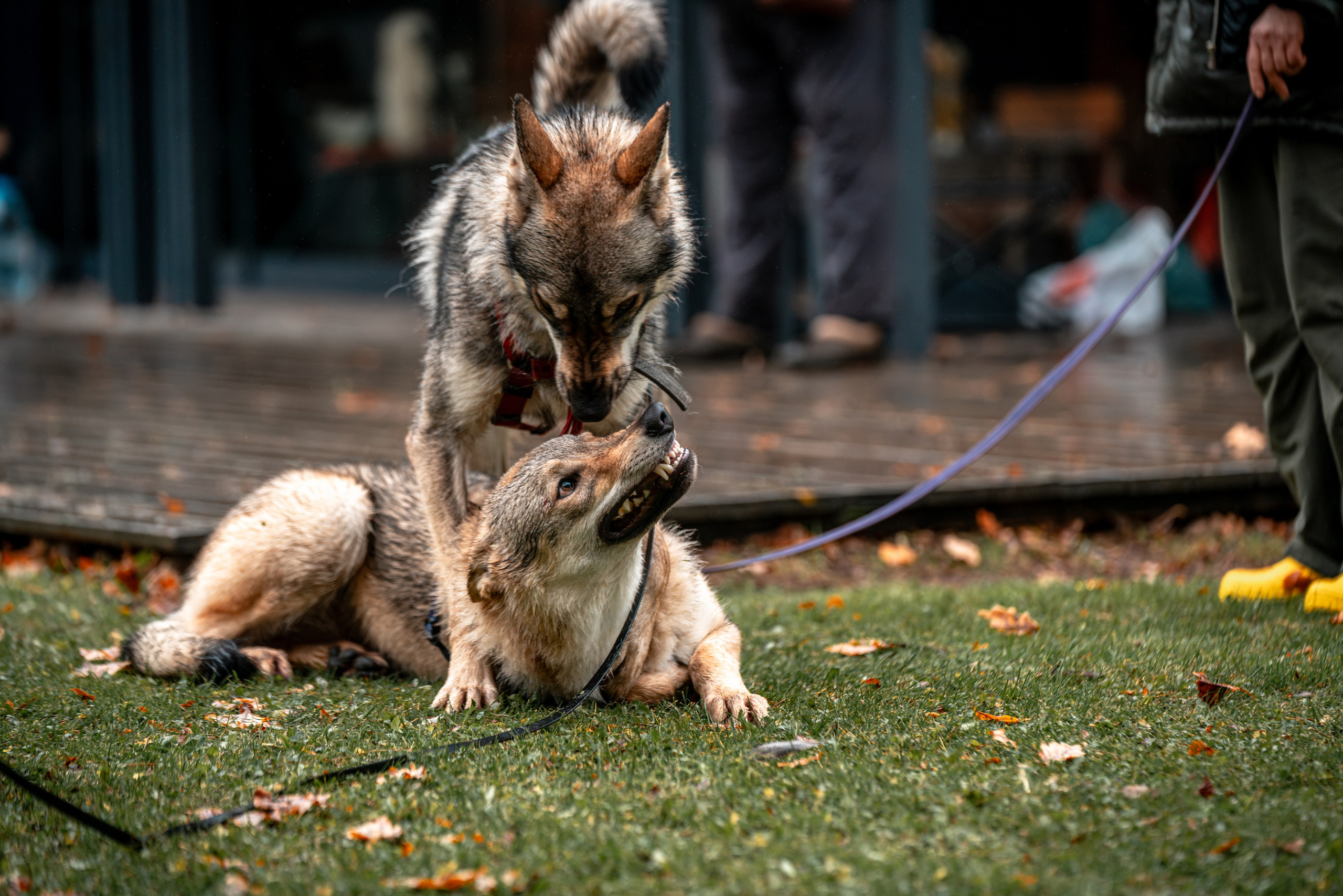 ФОТОПАМЯТЬ ВАШИХ ЭМОЦИЙ. Фотограф-анималист, семейный фотограф в Москве и Подмосковье. Фотосъёмка кинологических дисциплин