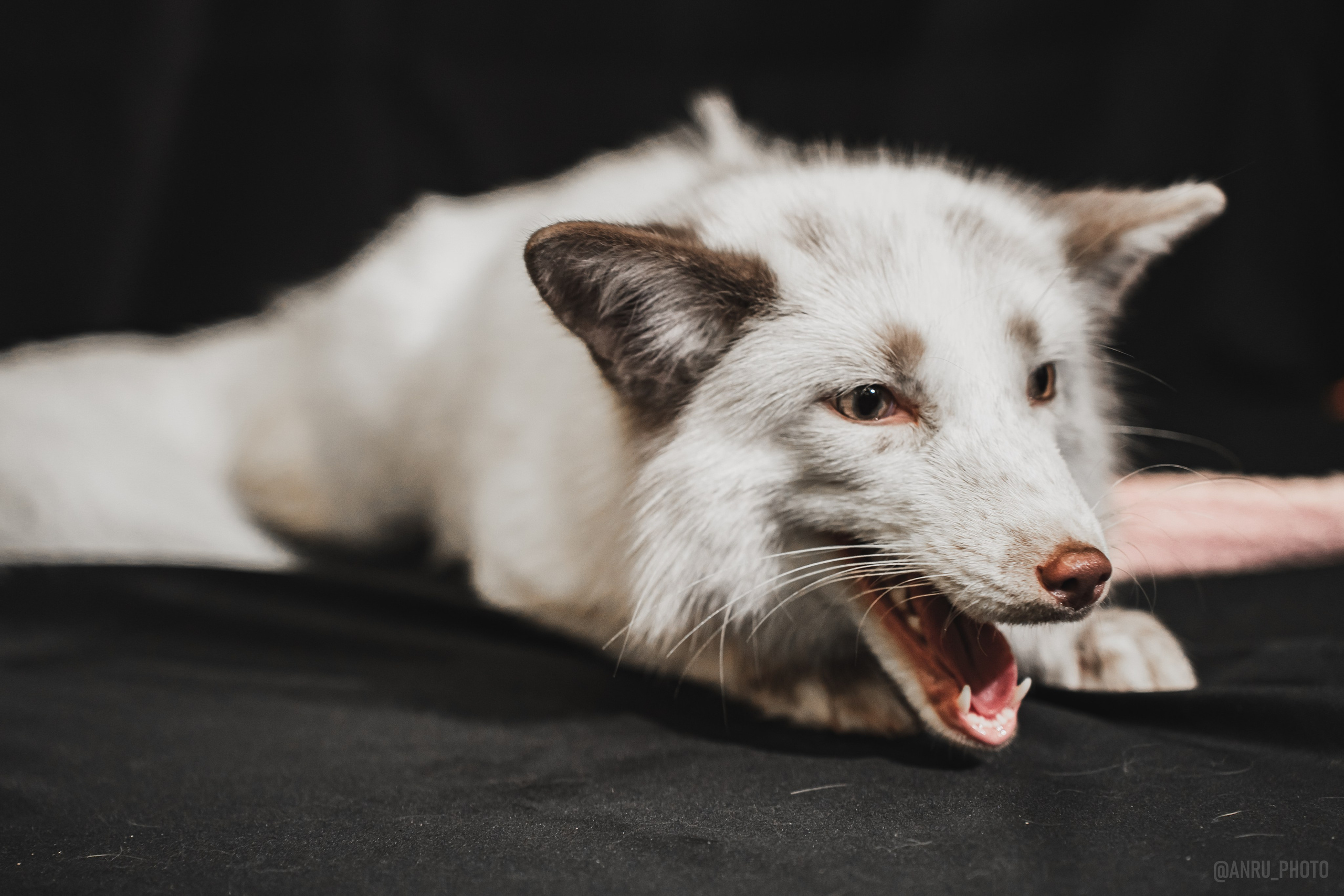 Fox Family fest. Репортажный фотограф Анастасия Рубцова