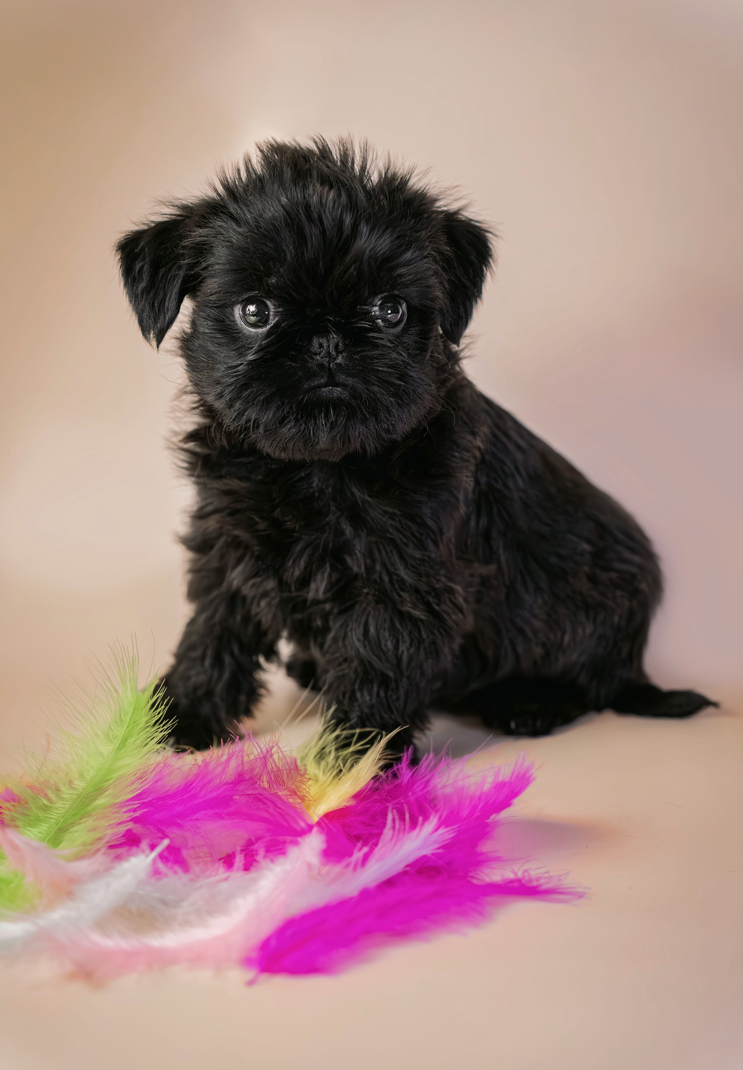 Щенки. Семейный фотограф анималист г. Находка