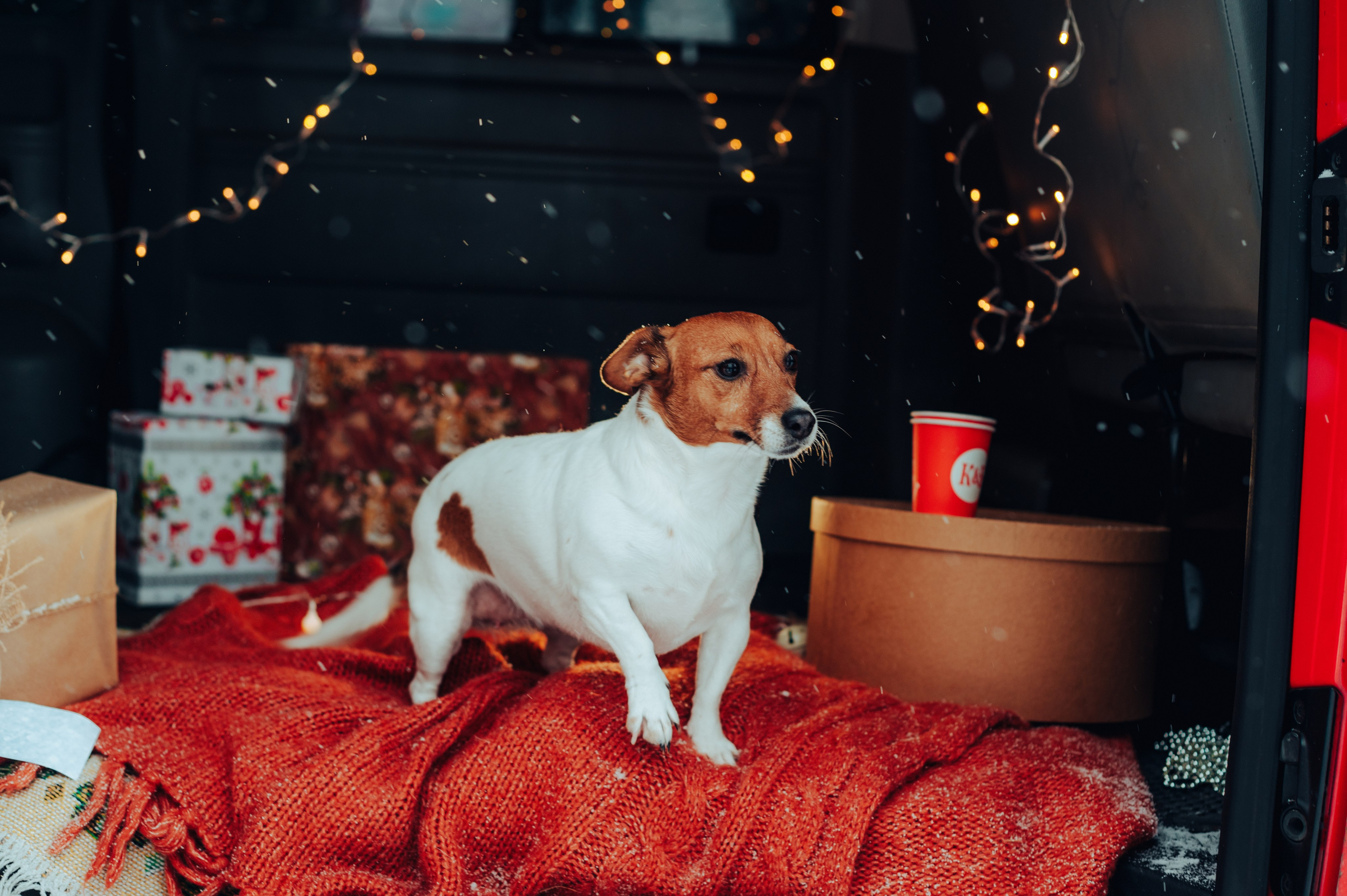 Вика и Денис. Детский и семейный фотограф Катерина Мишина