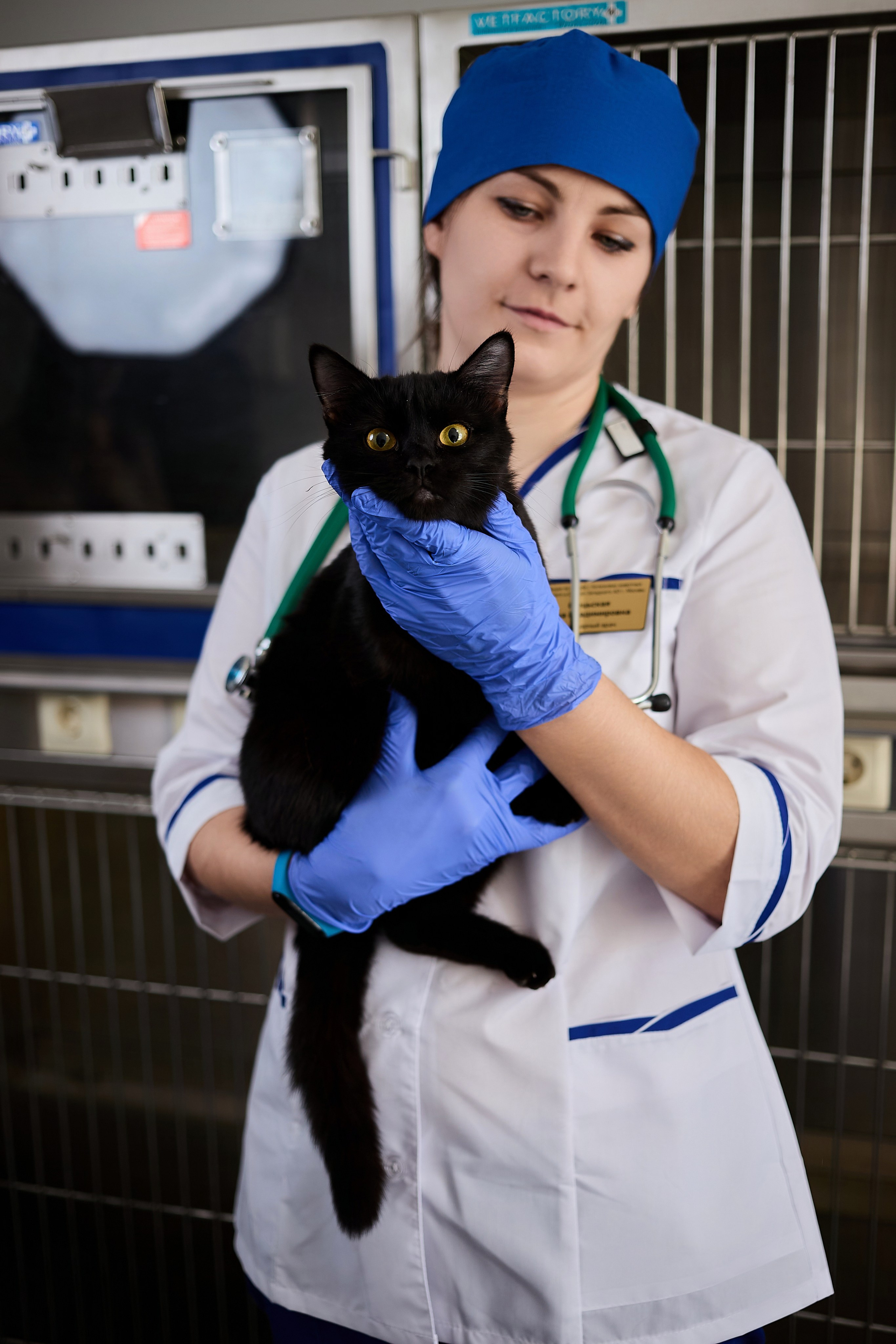Контент для ветеринарного лендинга правительства Москвы. Фотограф и Видеограф в Москве. Олег Корушев