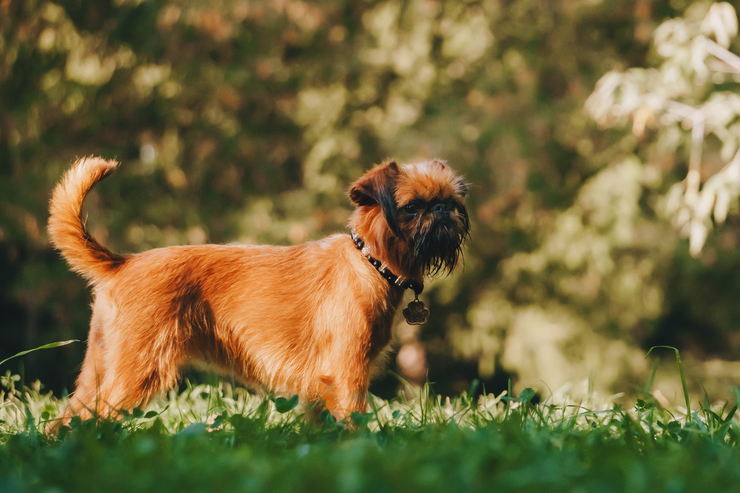 Мини-туса гриффоны и брабансоны. Фотограф-анималист Ксения Воробьева, Москва