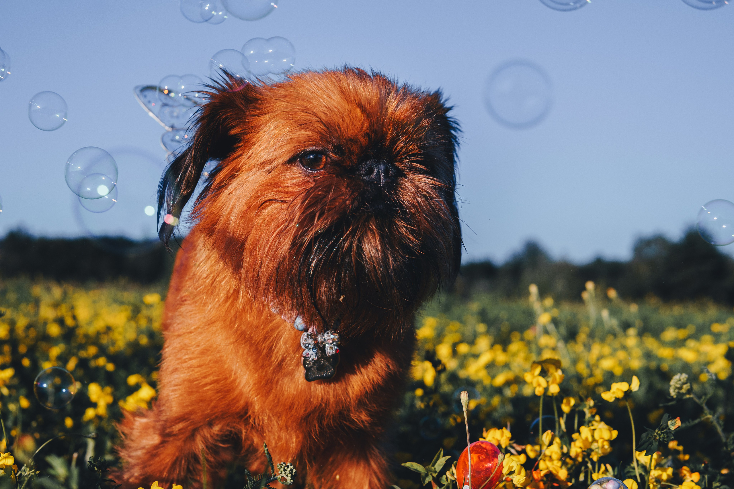 Катя и Яшма. Фотограф-анималист Ксения Воробьева, Москва