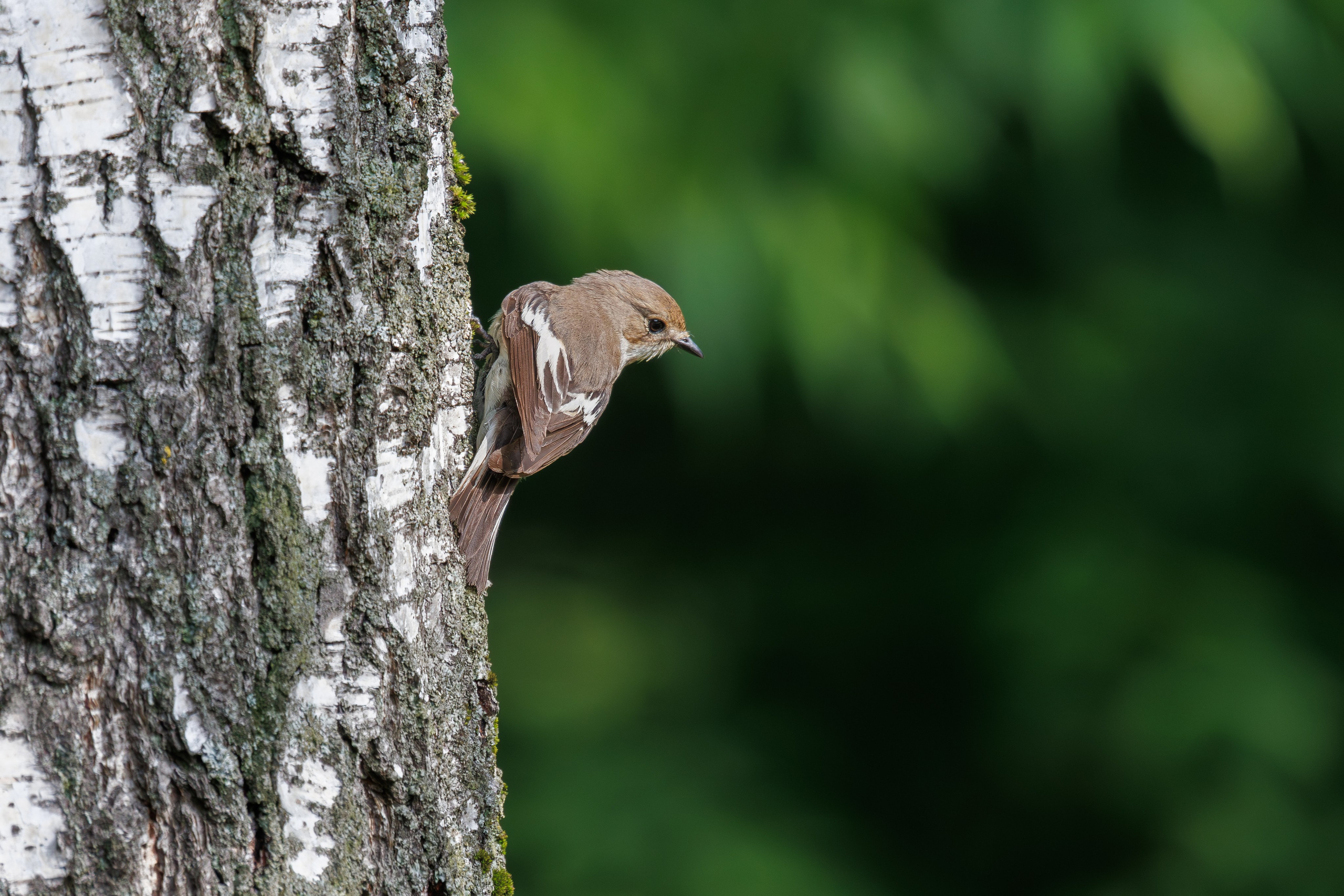 Серая мухоловка на стволе дерева,  г. Люберцы, парк "Центральный" Снято на Canon EOS R8, RF 600 mm f11.