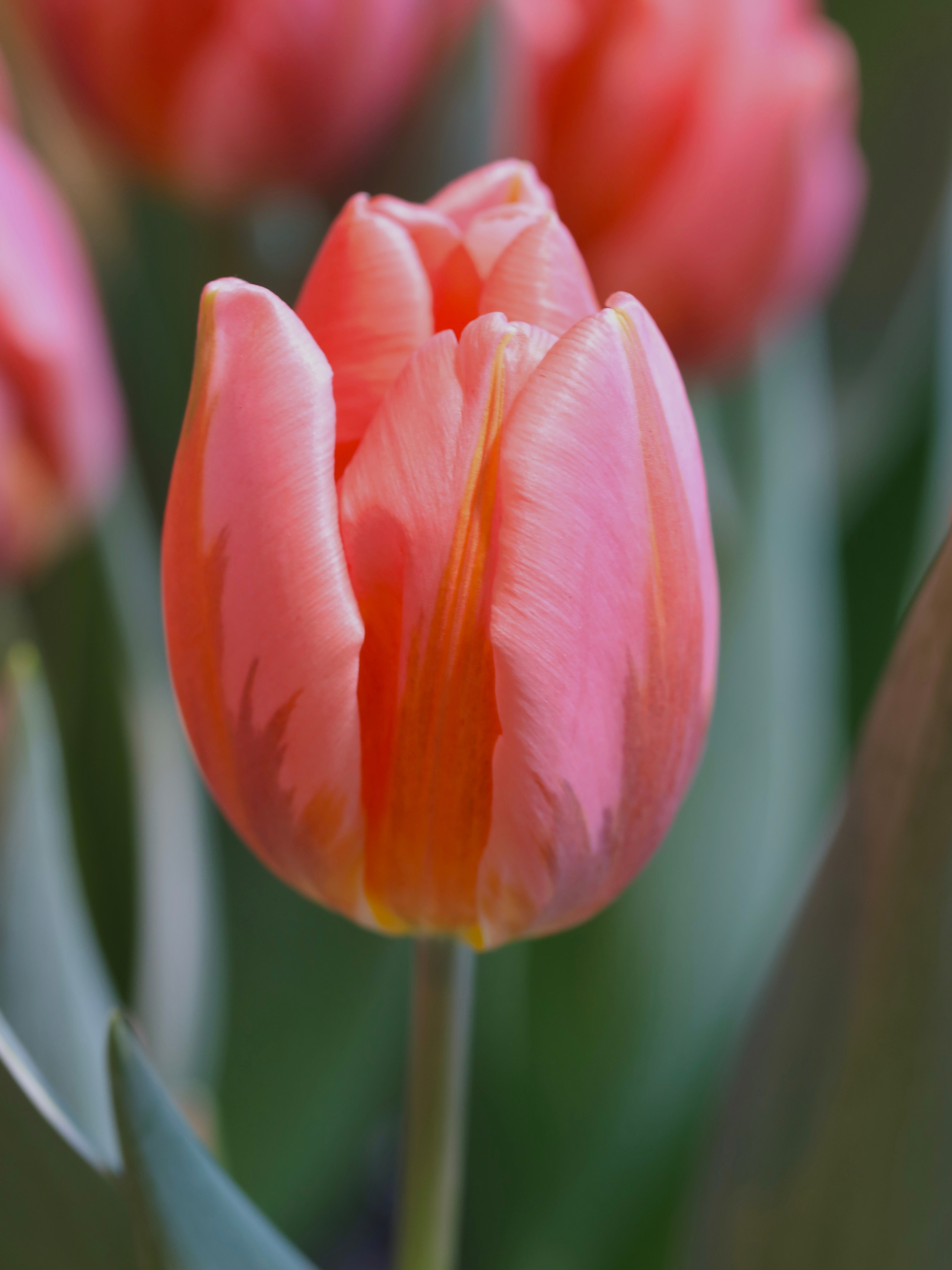 Весенние цветы. Фотосессии и репортаж — Фотограф в Москве — Рина Серёгина
