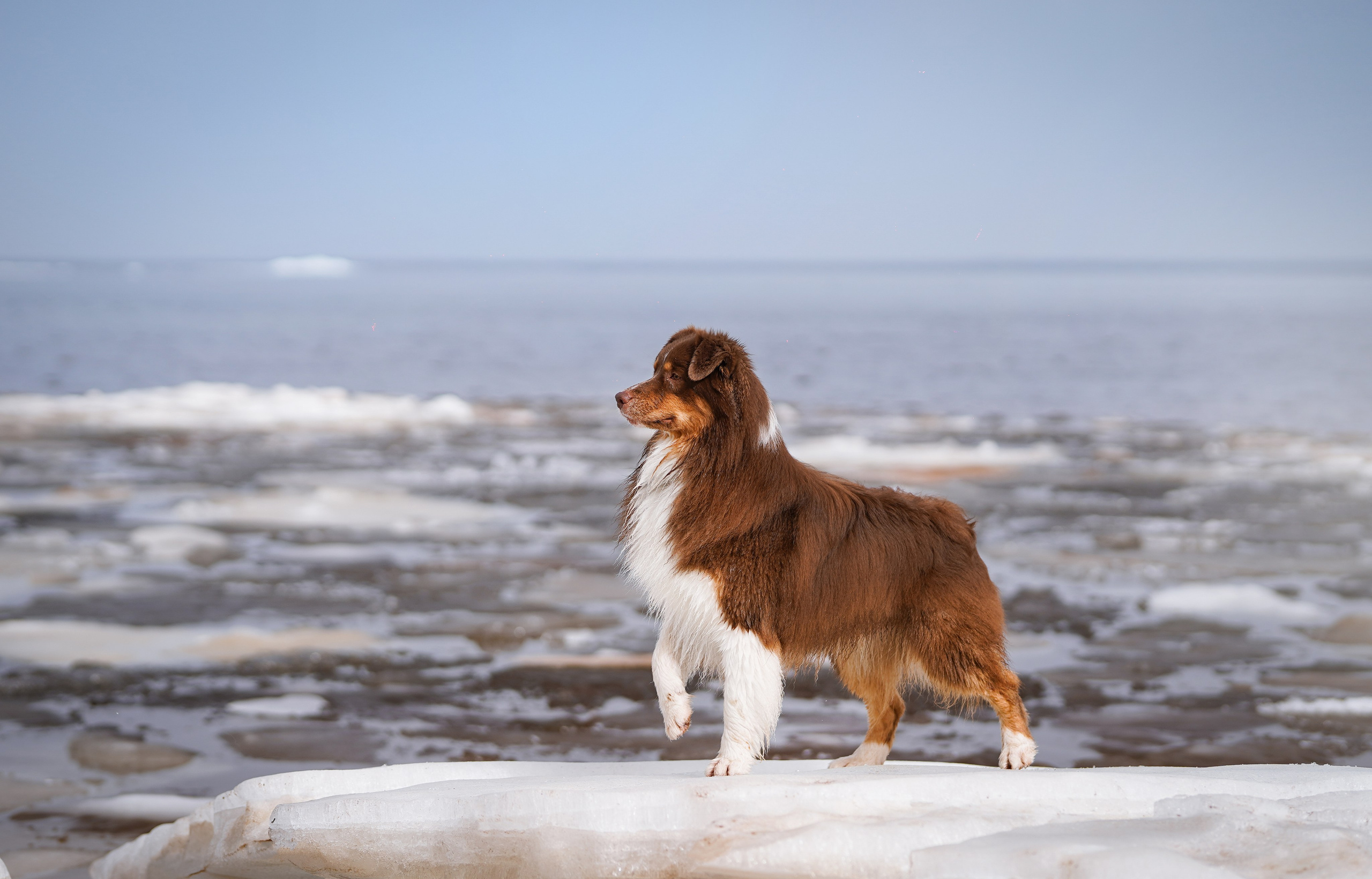 Аусси на Ладоге. Фотограф-анималист в Санкт-Петербурге Яна Мартынова