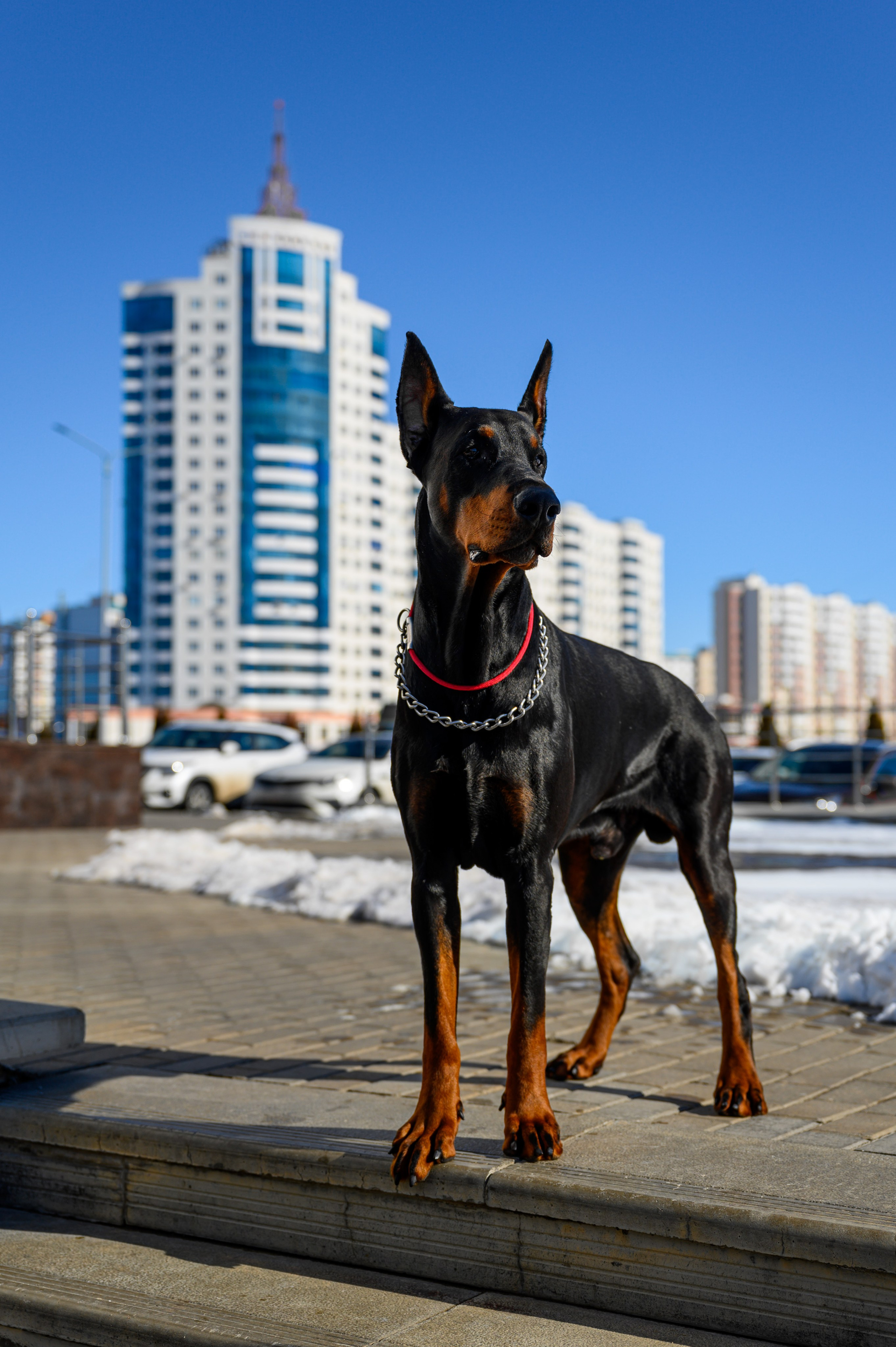 Доберман Рэн. Bazarkom-photo.ru Фотограф Виктор Оськин в Старом Осколе