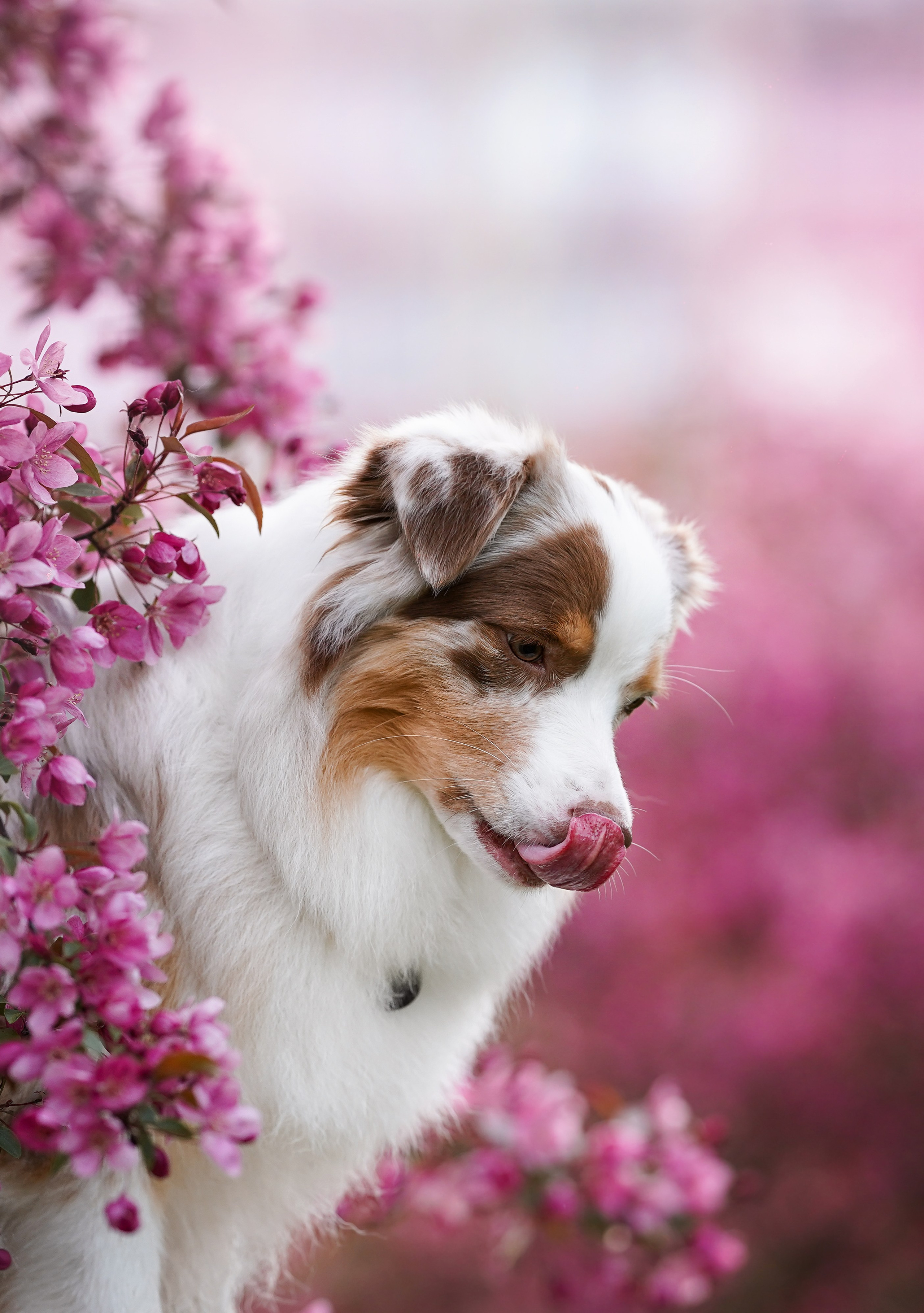 Панда в Яблоневом саду. Фотограф-анималист в Санкт-Петербурге Яна Мартынова