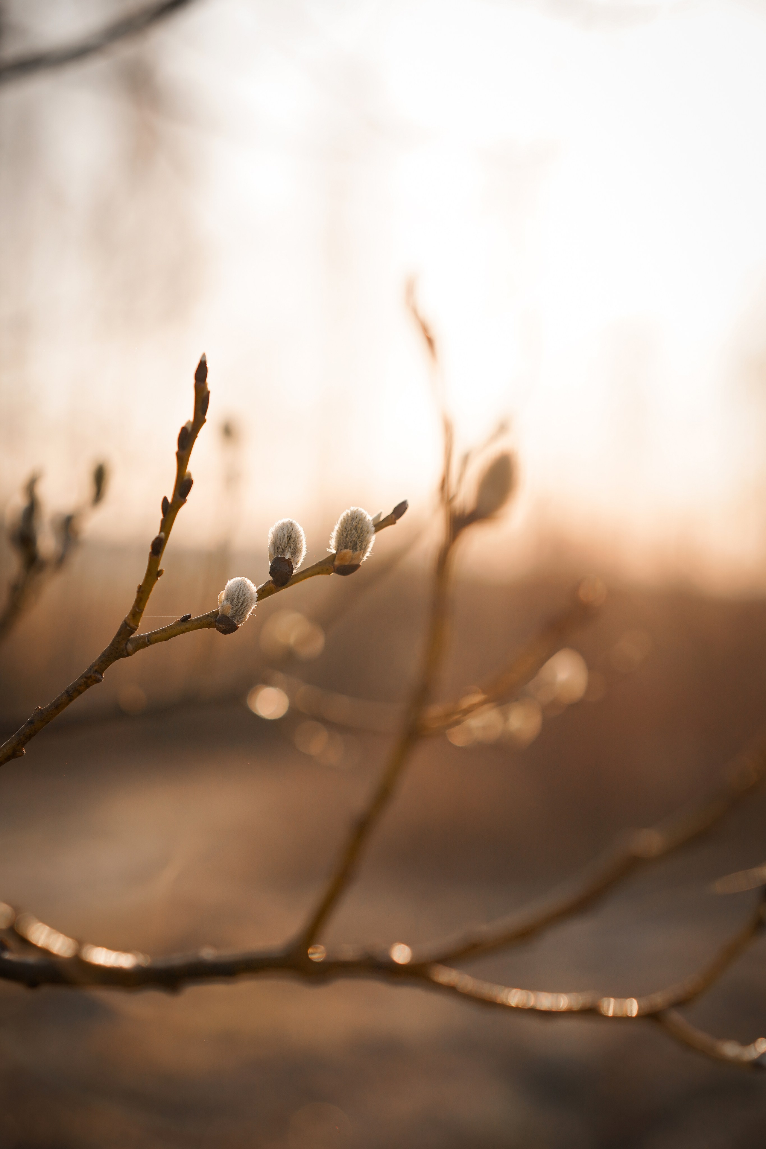 Кристина Рокки и Валькирия. Фотограф-анималист в Санкт-Петербурге Яна Мартынова