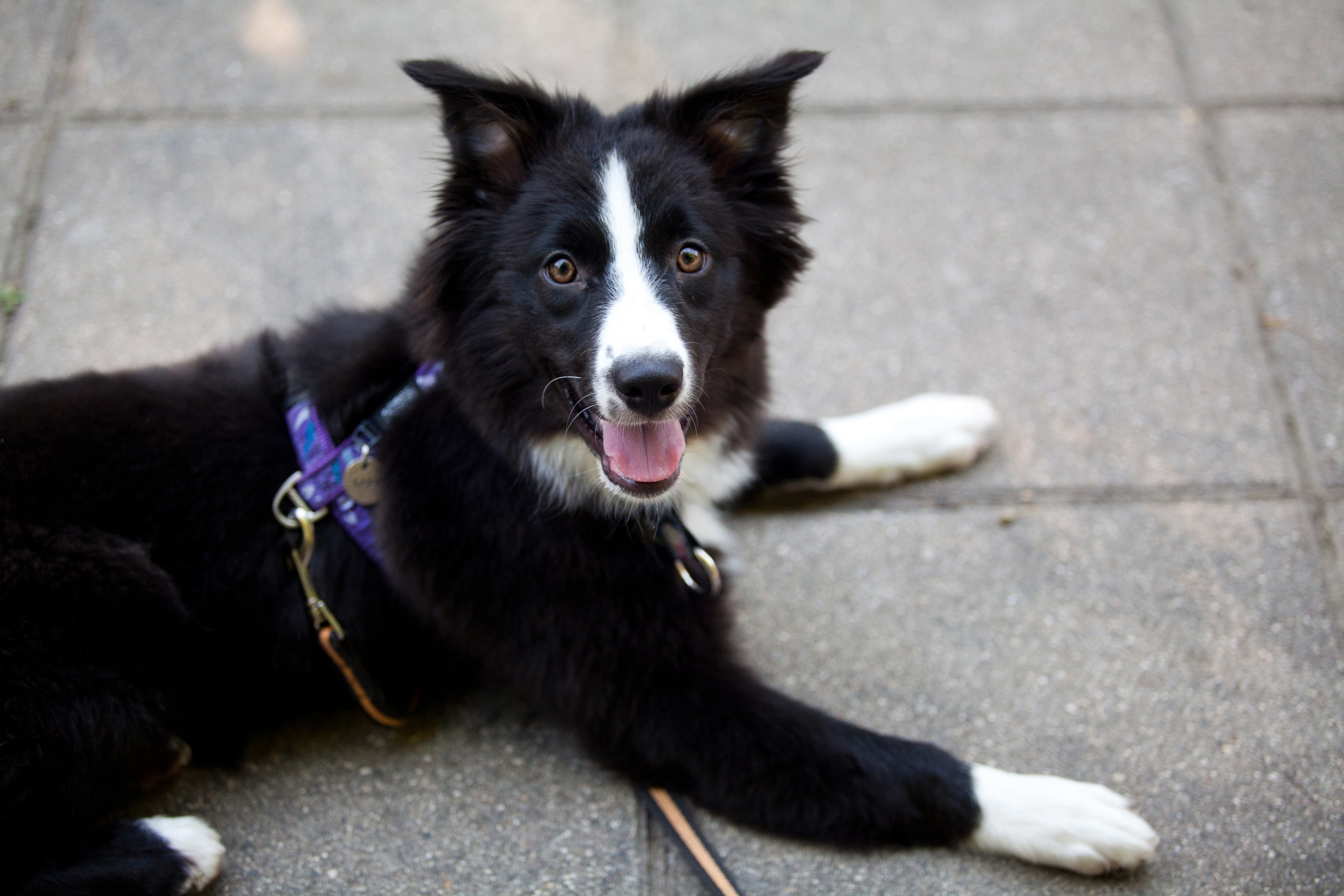 Хава. BLGKV питомник собак