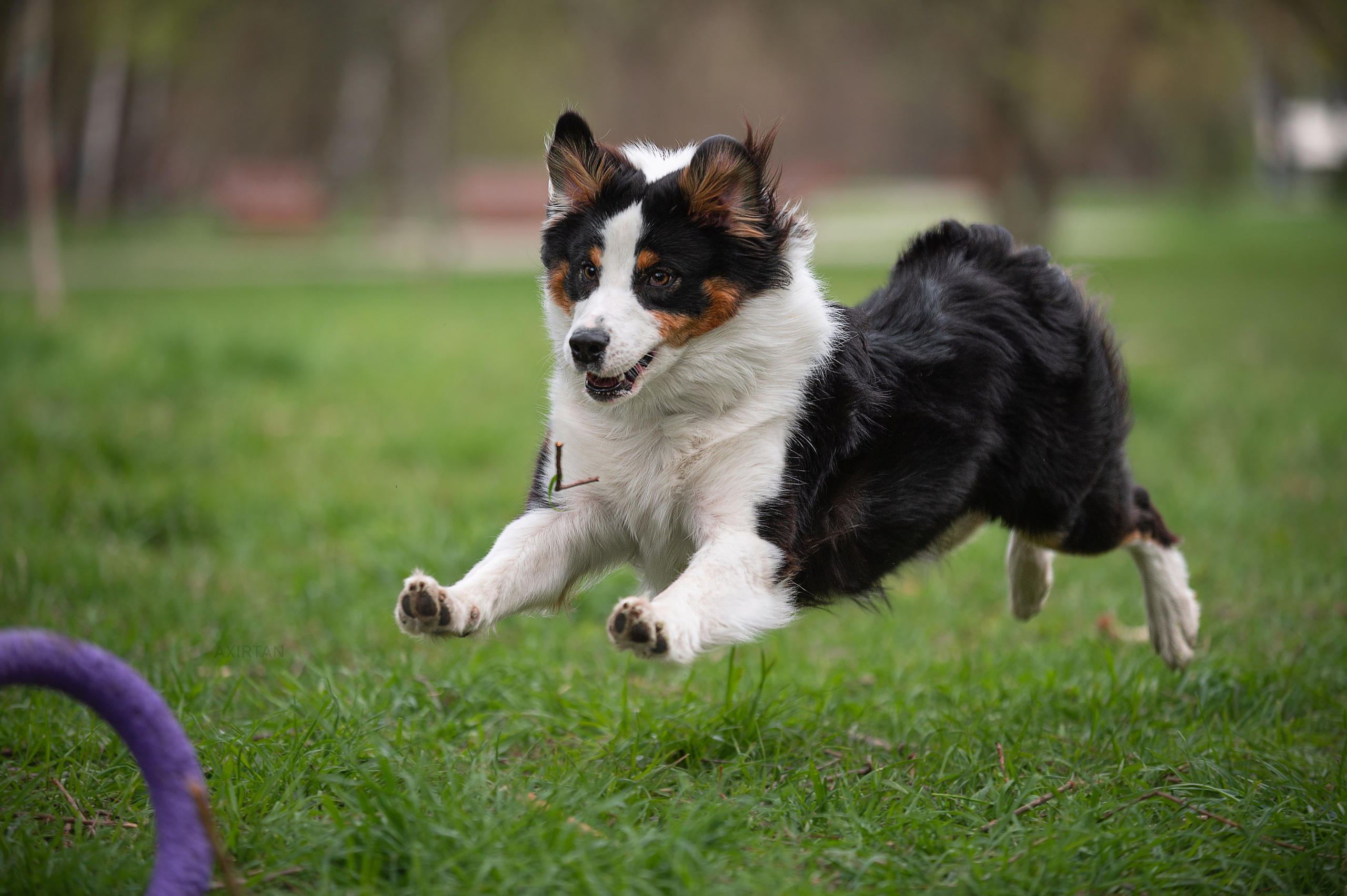 Рави. BLGKV питомник собак