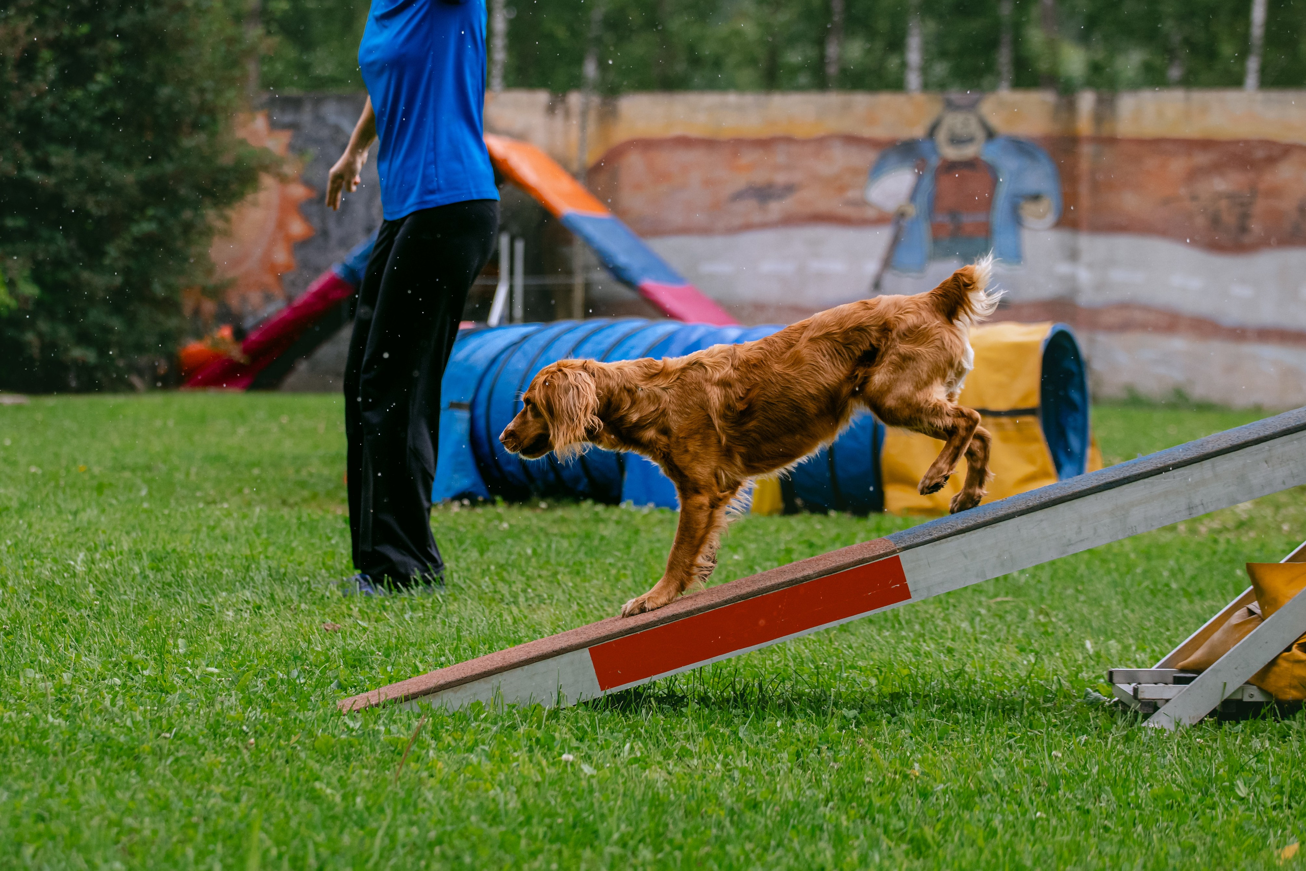 Соревнования по аджилити Долгопрудный 30.06.2025. Фотограф-анималист Татьяна Степанова