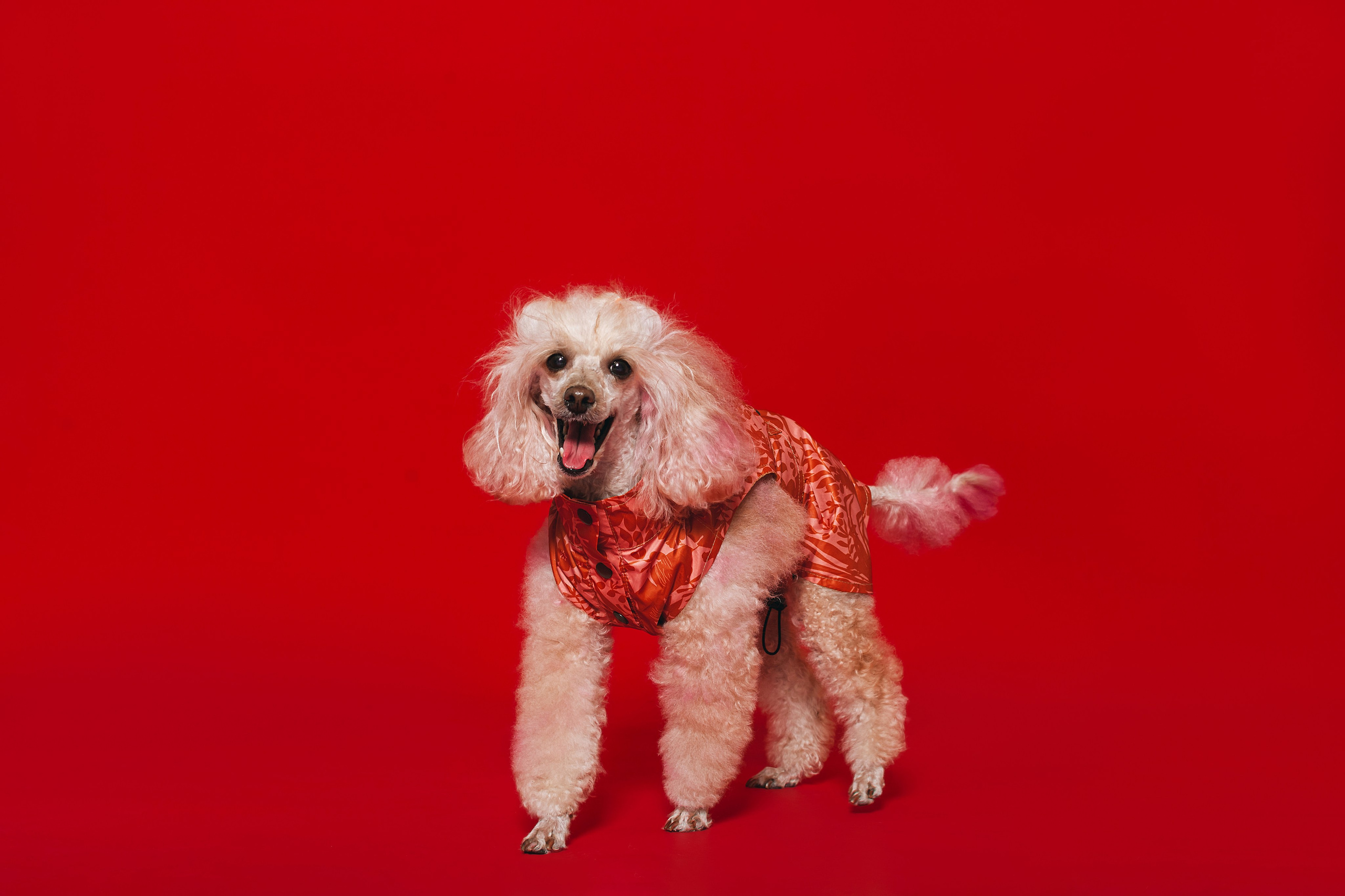 Съемка для бренда TEDDYBOY. Фотограф-анималист Татьяна Степанова