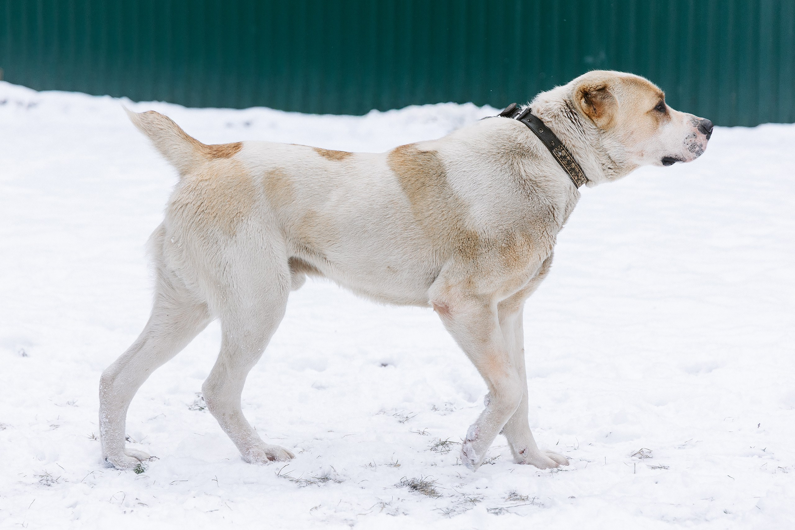 Пиар. Фотограф Ирина Астор