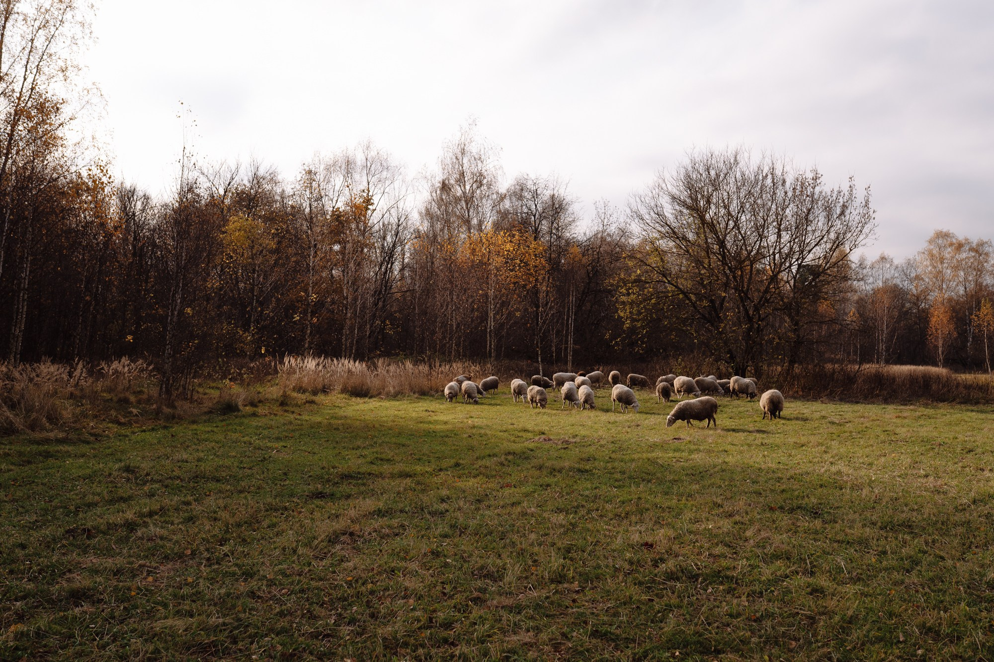 Овечки комарика. Андрейко Надежда
