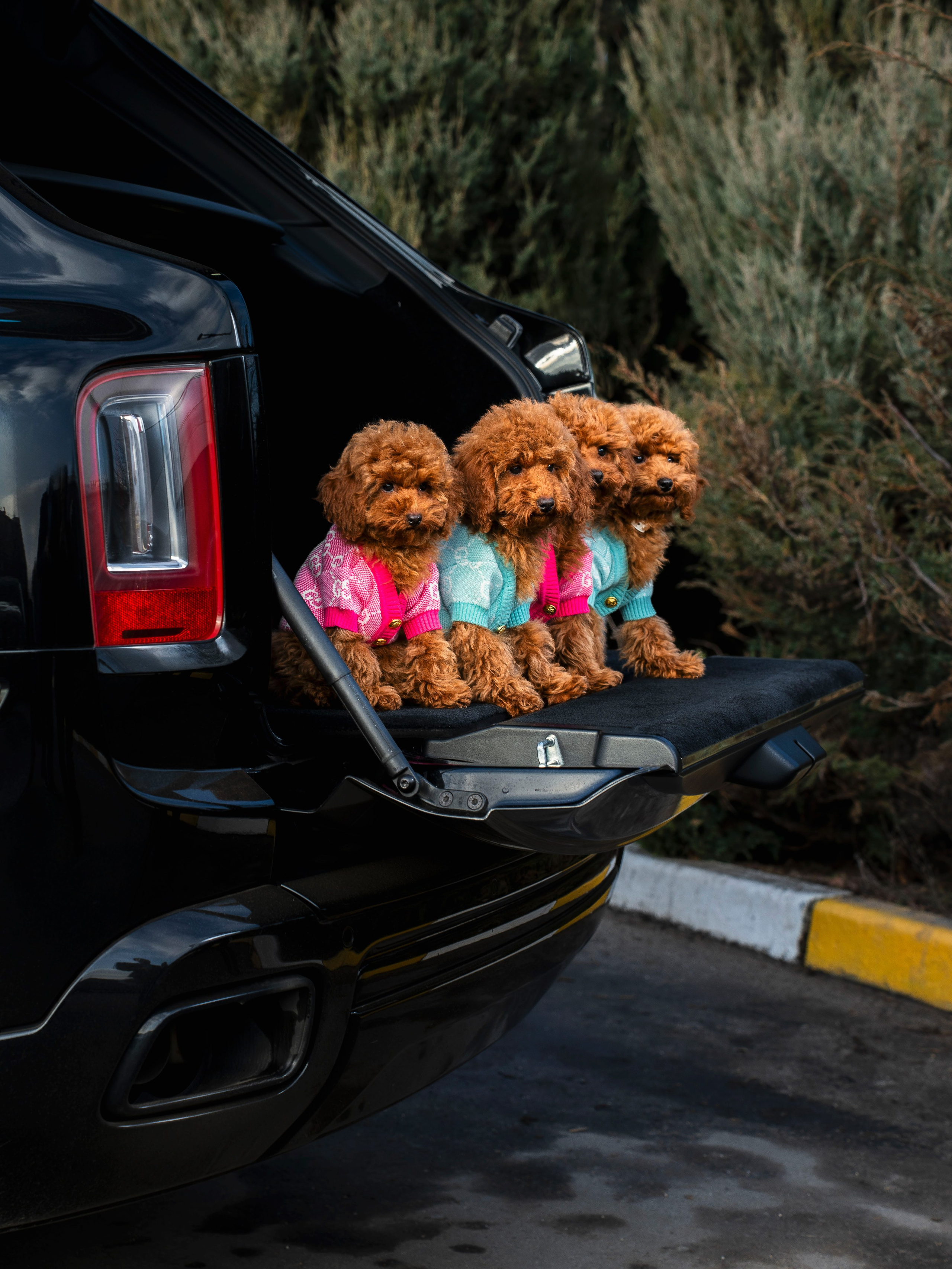 Rols Dogs. Портретный фотограф Москва Белогорцев Сергей