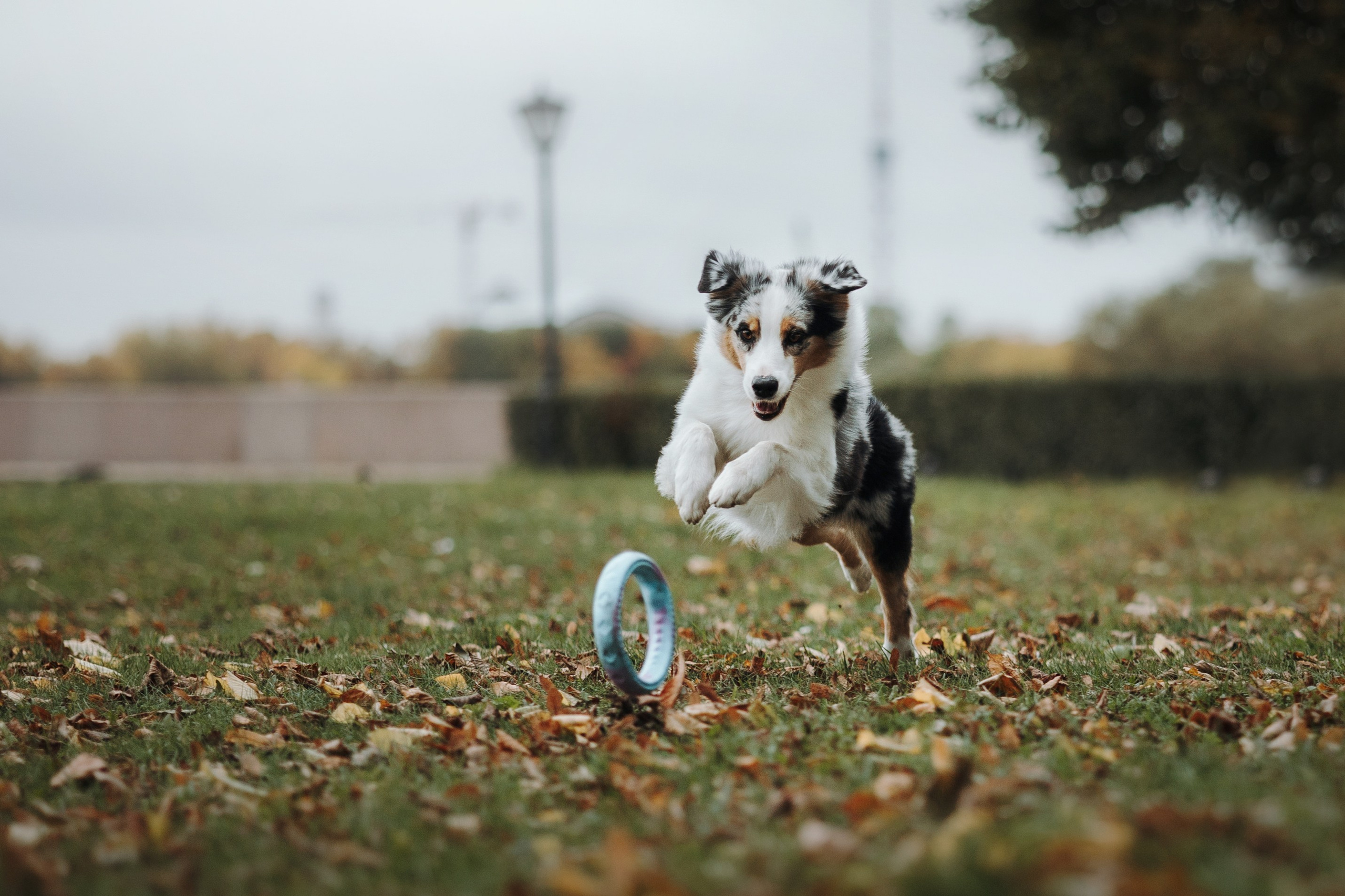Ирина и Кайса. Фотограф — Анималист | Санкт-Петербург