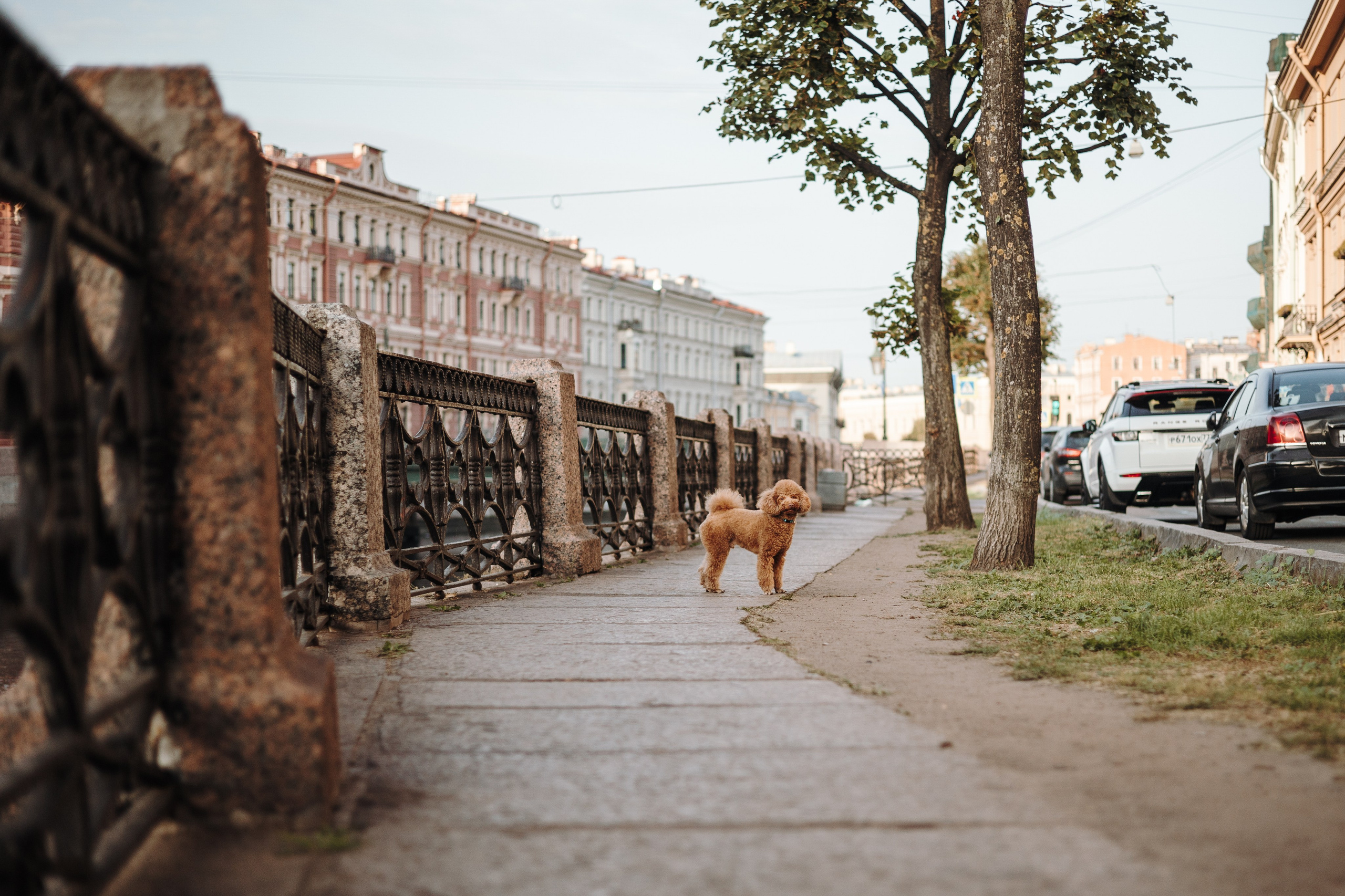 Барни и его семья. Фотограф — Анималист | Санкт-Петербург