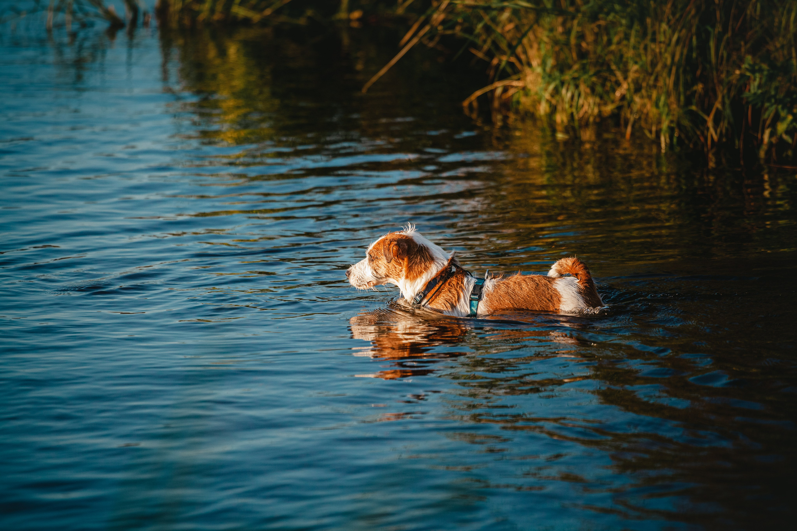 Фотопрогулка в Ленобласти. Фотограф-анималист Татьяна Степанова