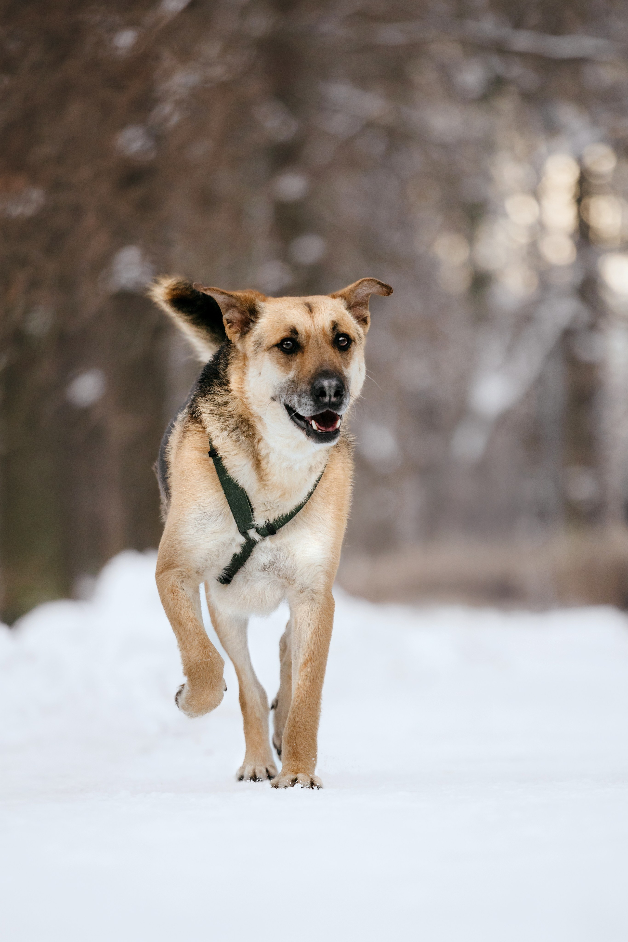 Собаки из приюта Дубовая роща зима. Фотограф-анималист Татьяна Степанова
