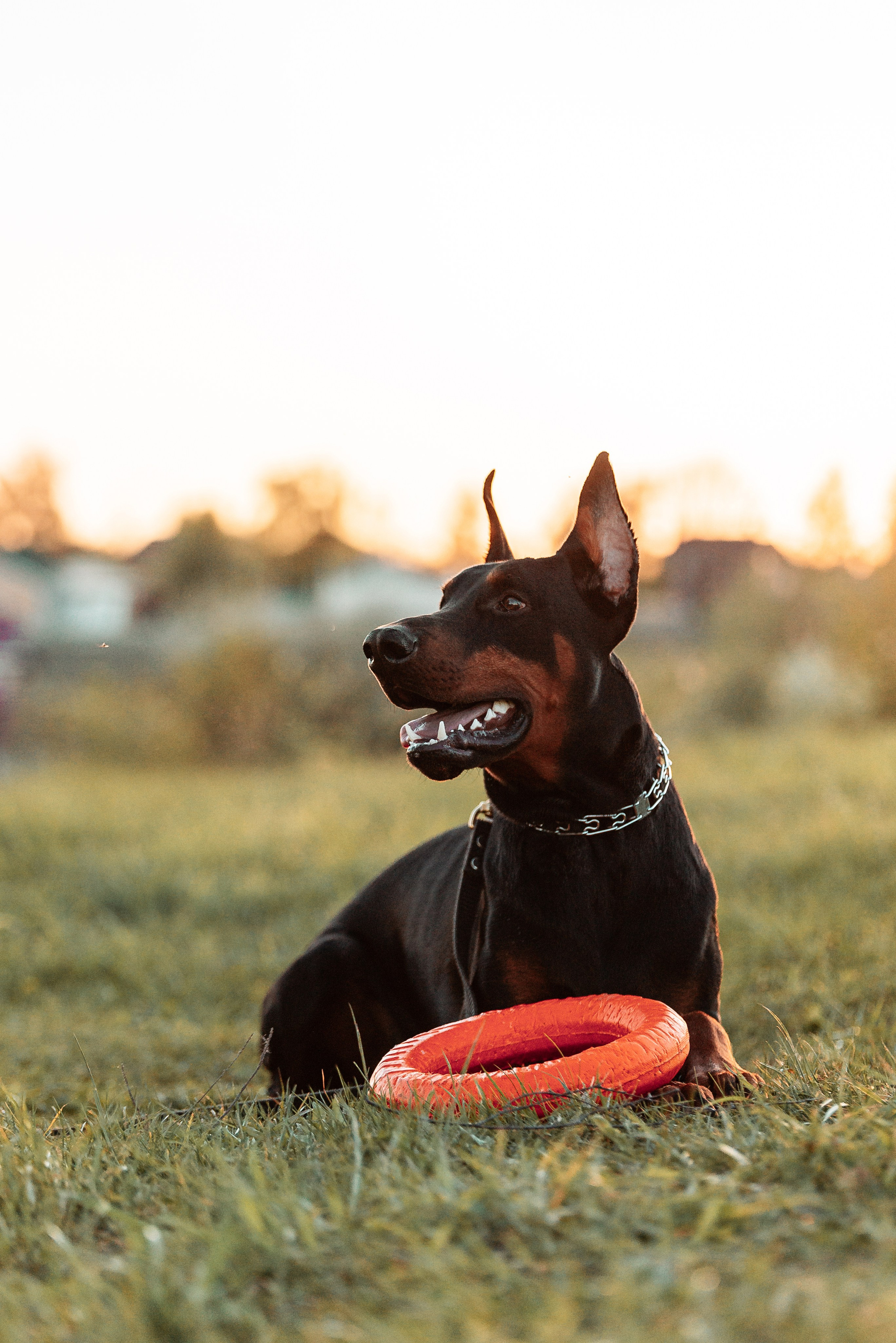 Юля, Андрей и Арес. Фотограф-анималист Анастасия Парфенова|Екатеринбург