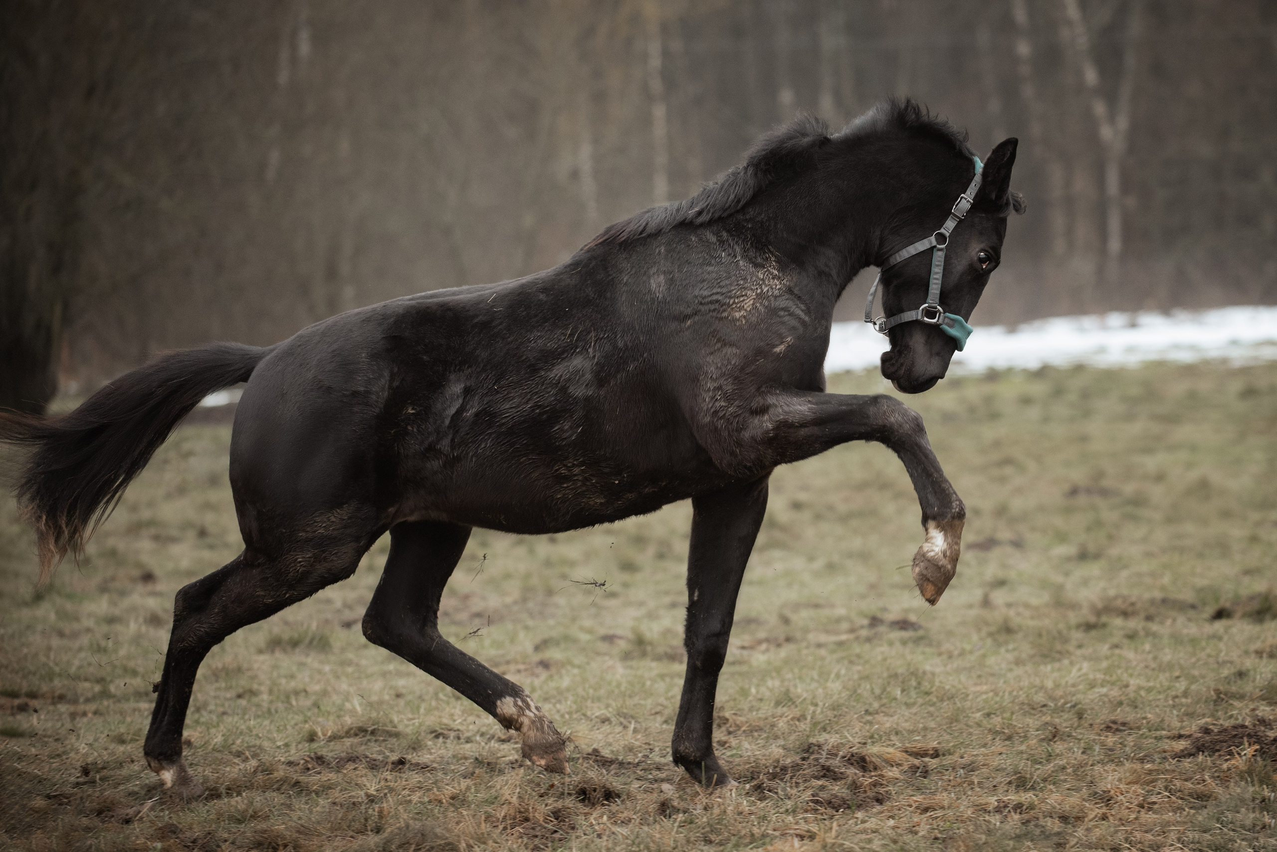 Мелкаши ЮНА. Куракина Дарья • Конный фотограф