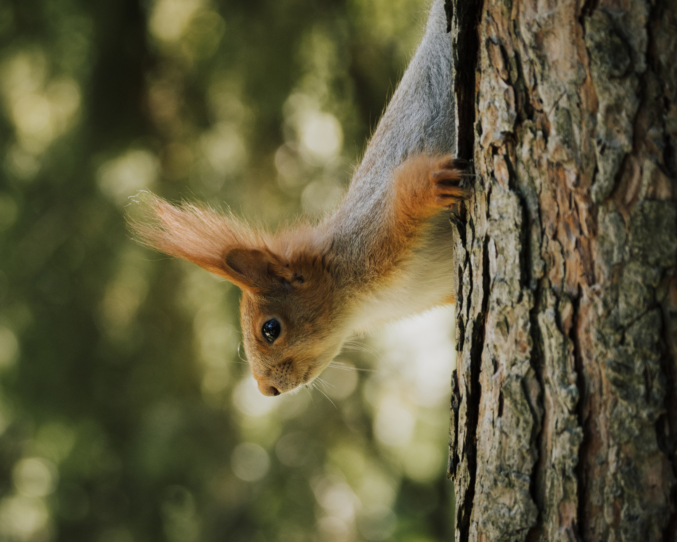 Lipetsk 2025. Anton Chernov | Wildlife photographer