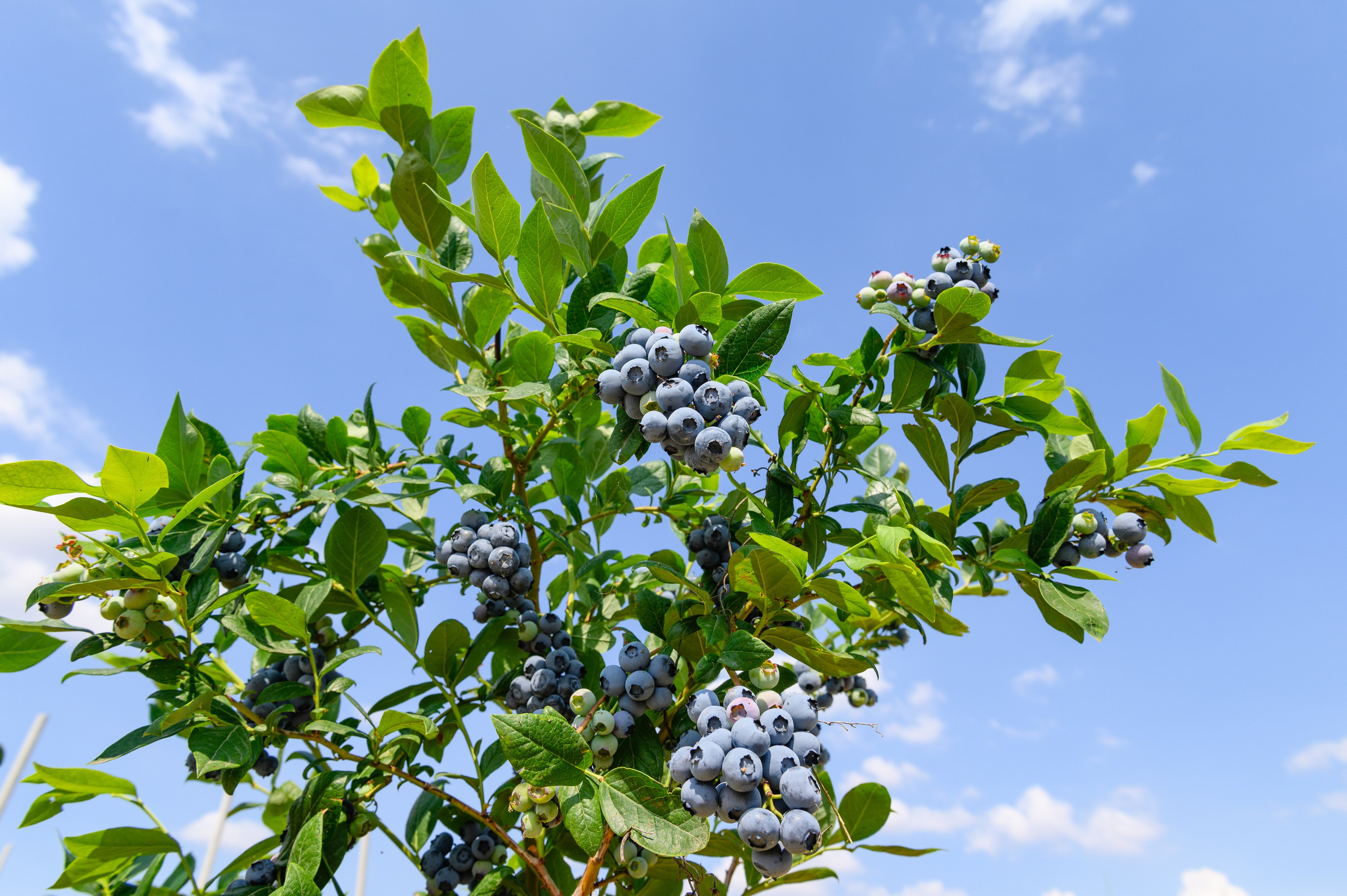 Проекты. Профессиональный фотограф Вячеслав Плацында | Липецк |