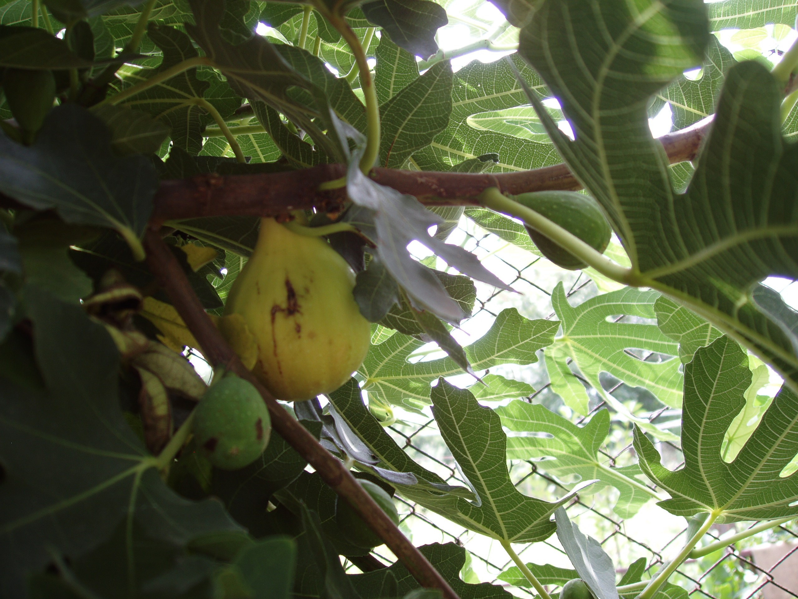 Отпуск 20.07-17.08. Семейный, Свадебный фотограф СПБ Питер— Романова Екатерина