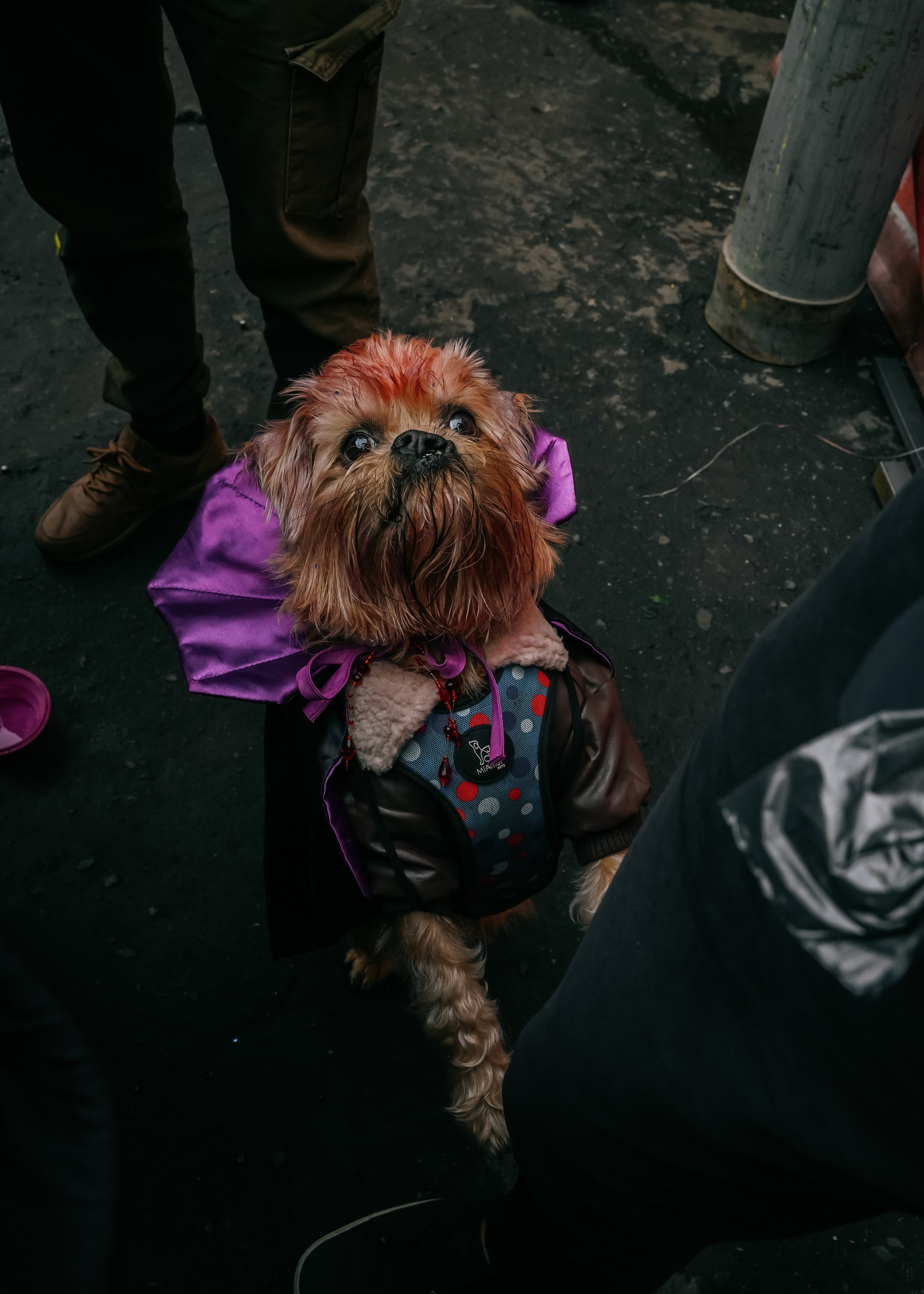 Тематическая встреча породников «Griffween». Фотограф-анималист Ксения Воробьева, Москва