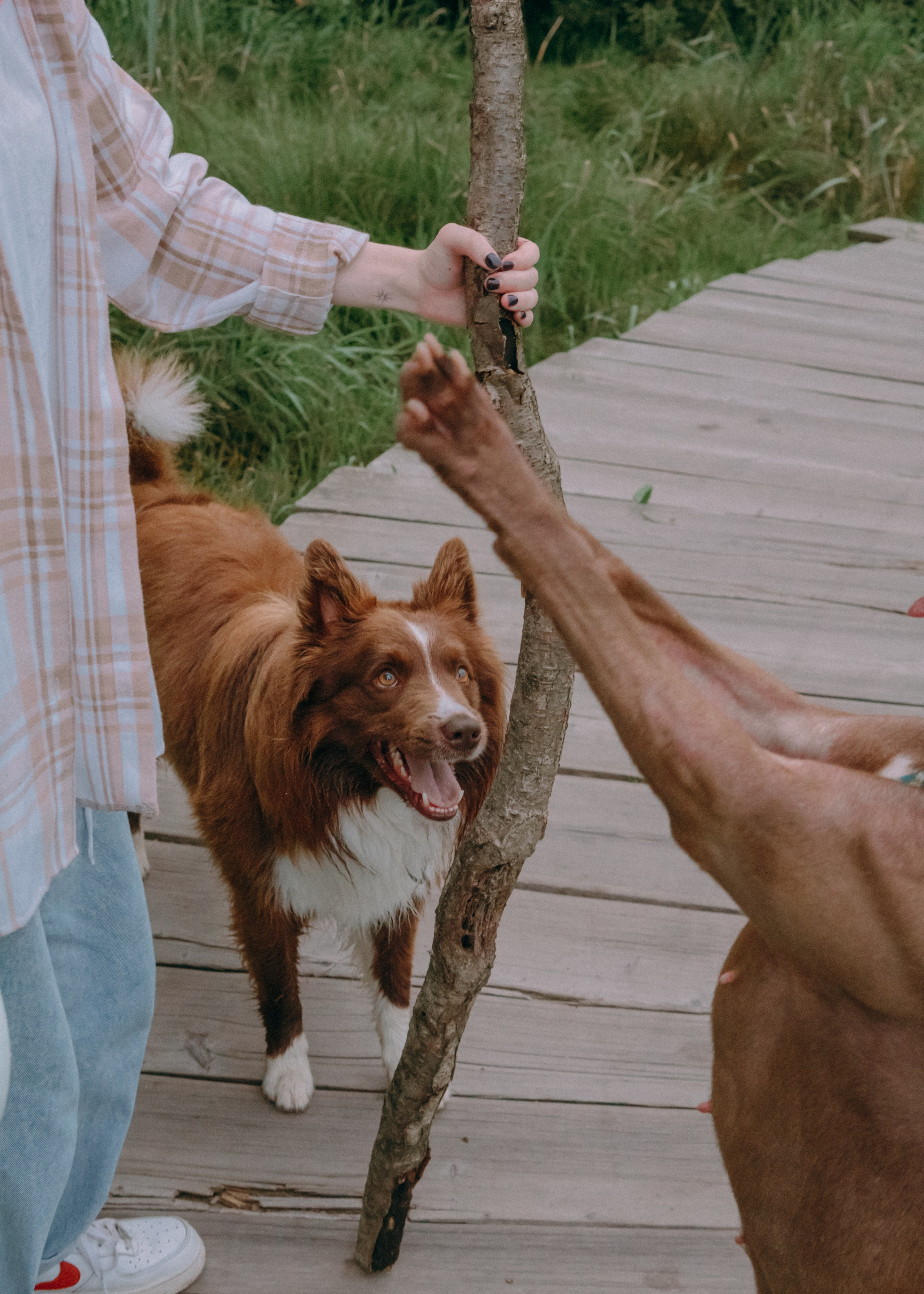 Виолетта, Лила и Питер. Фотограф-анималист Ксения Воробьева, Москва