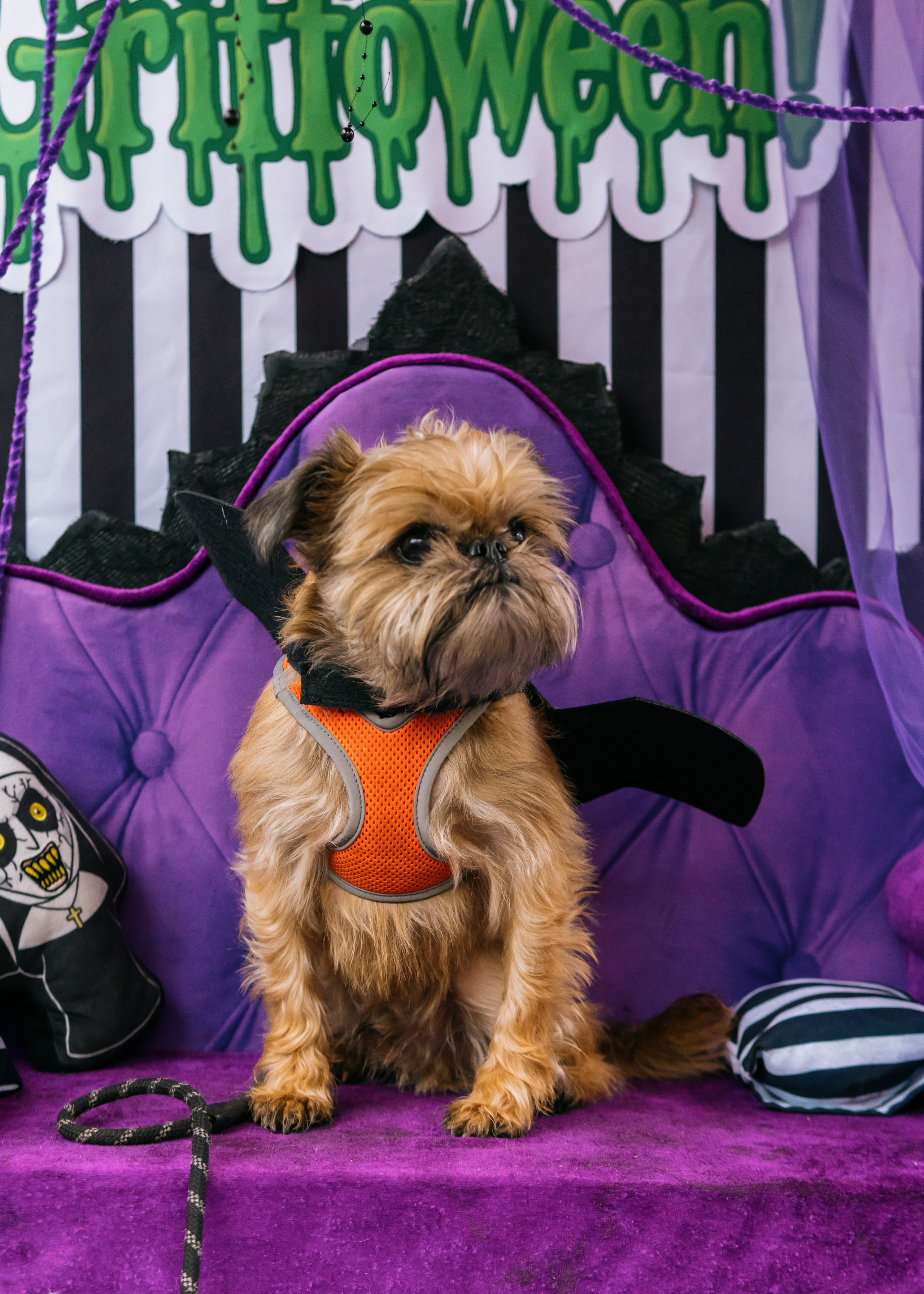 Тематическая встреча породников «Griffween». Фотограф-анималист Ксения Воробьева, Москва