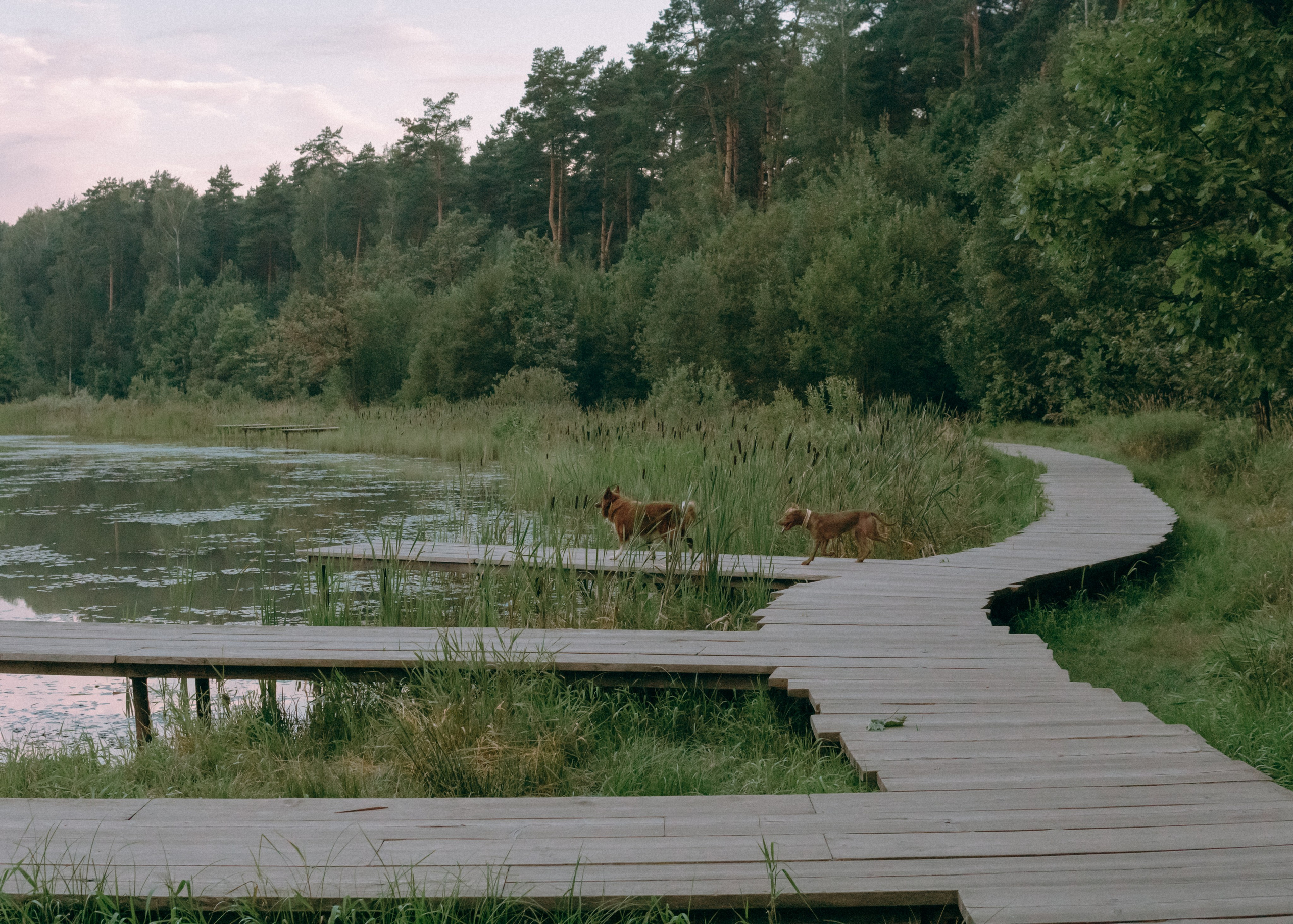 Виолетта, Лила и Питер. Фотограф-анималист Ксения Воробьева, Москва