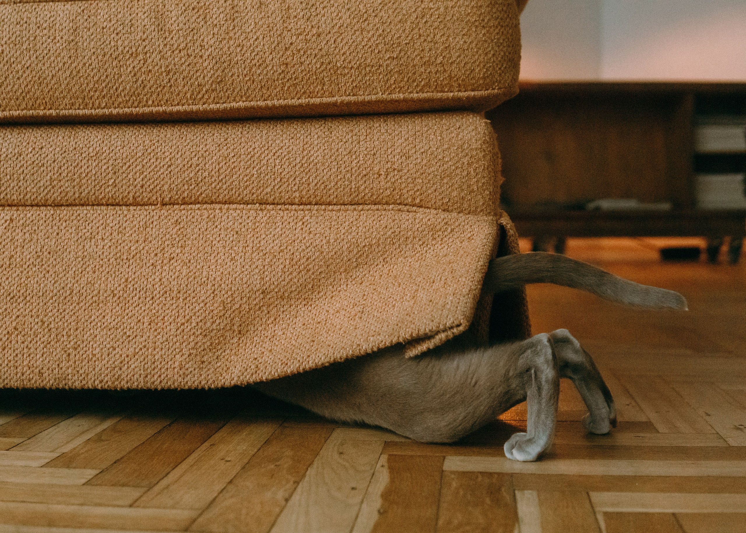 Амина, Булат и Орион. Фотограф-анималист Ксения Воробьева, Москва