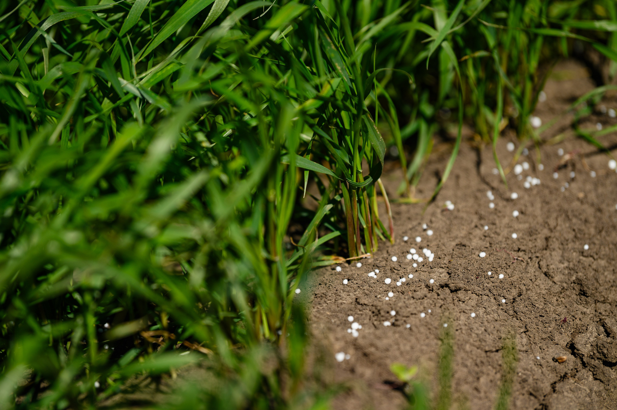 Проекты. Профессиональный фотограф Вячеслав Плацында | Липецк |