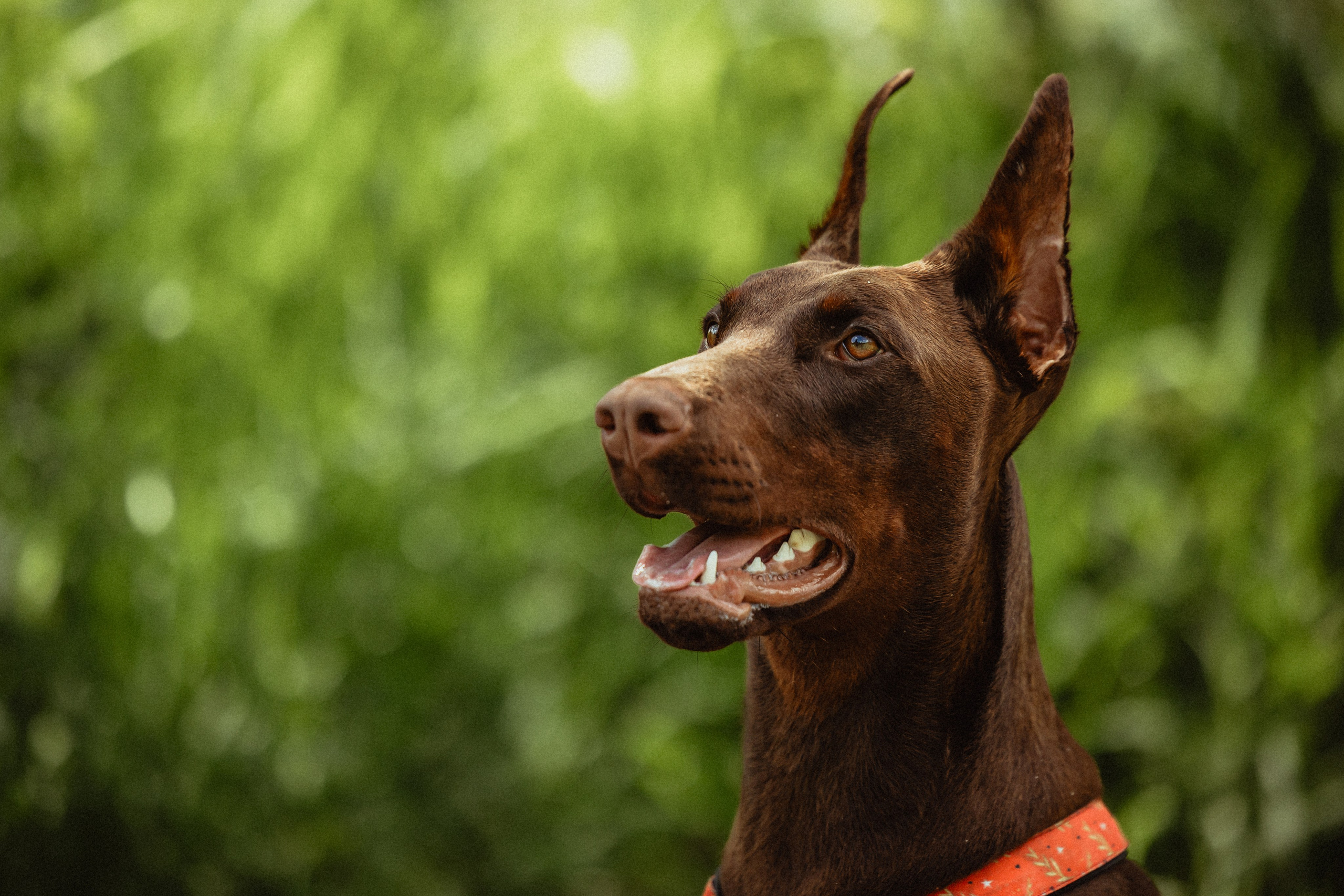 Выездной дог-тренинг от школы «Шерсть имею»