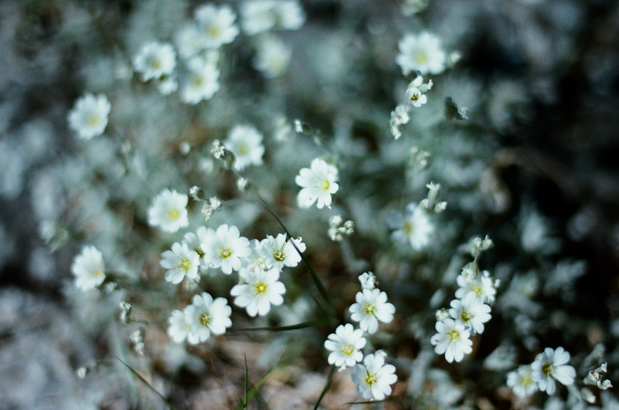 Kool-aid // ukraine, crimea II. EVER EXPOSED