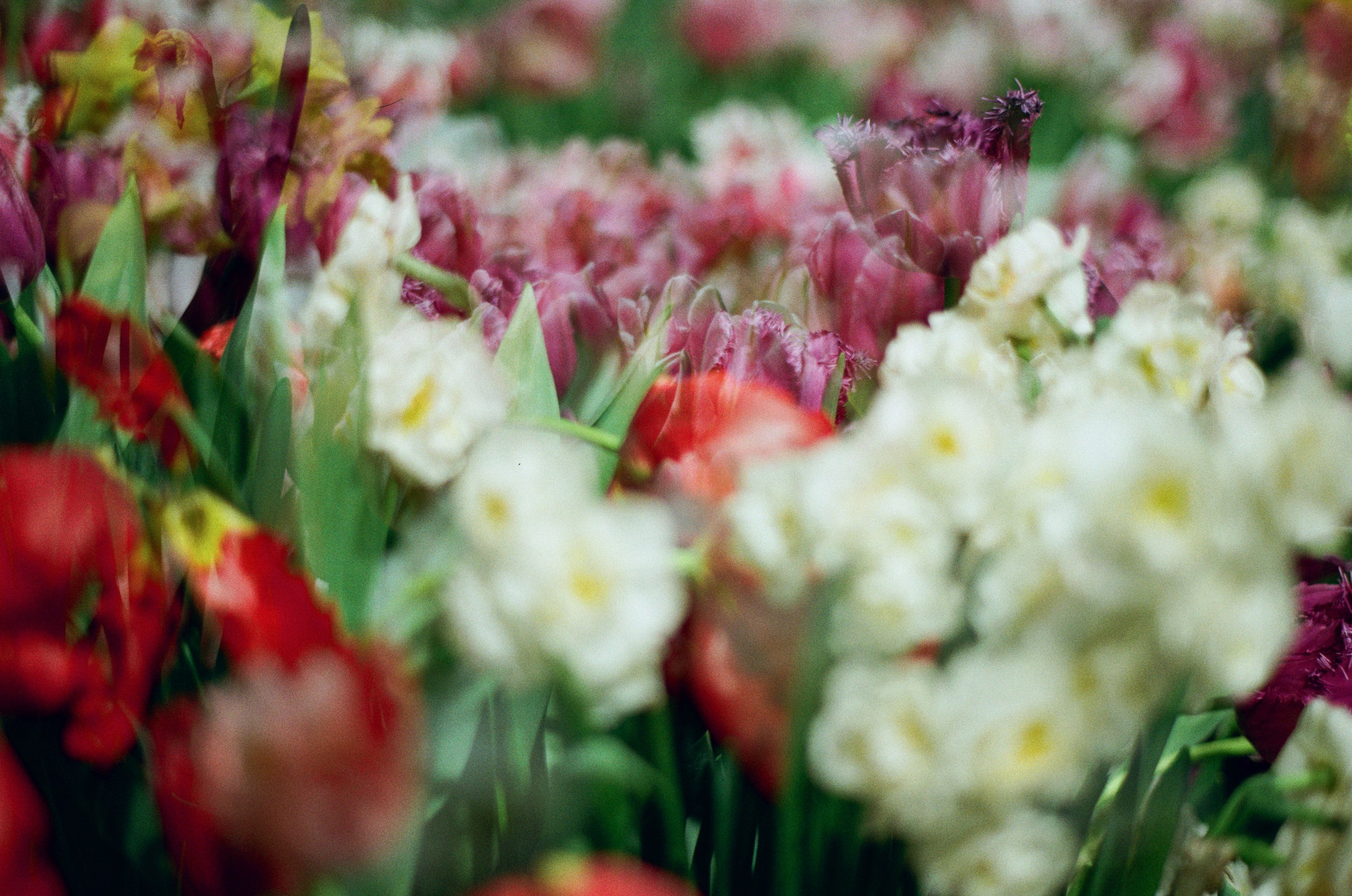 If i get high IV. EVER EXPOSED