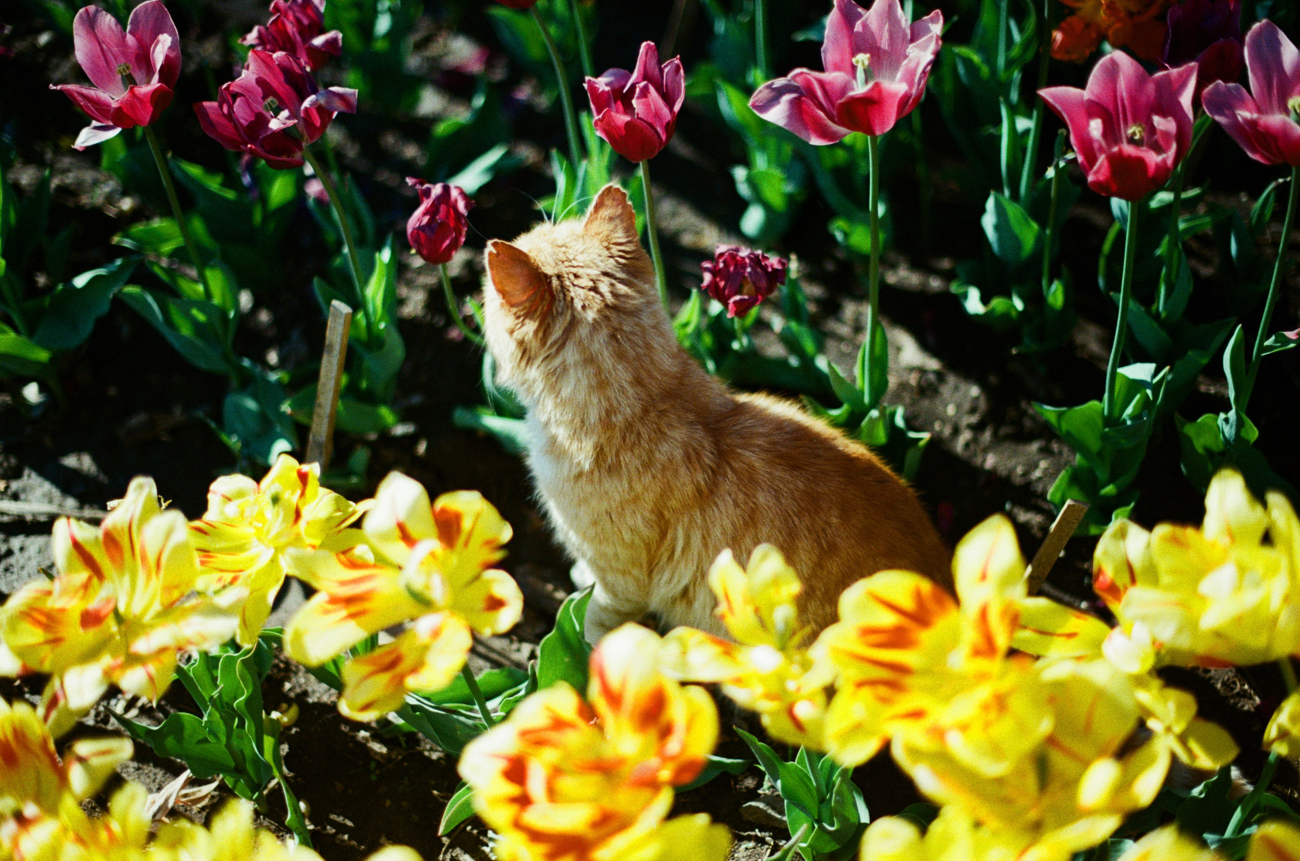 Follow you // ukraine, crimea V. EVER EXPOSED