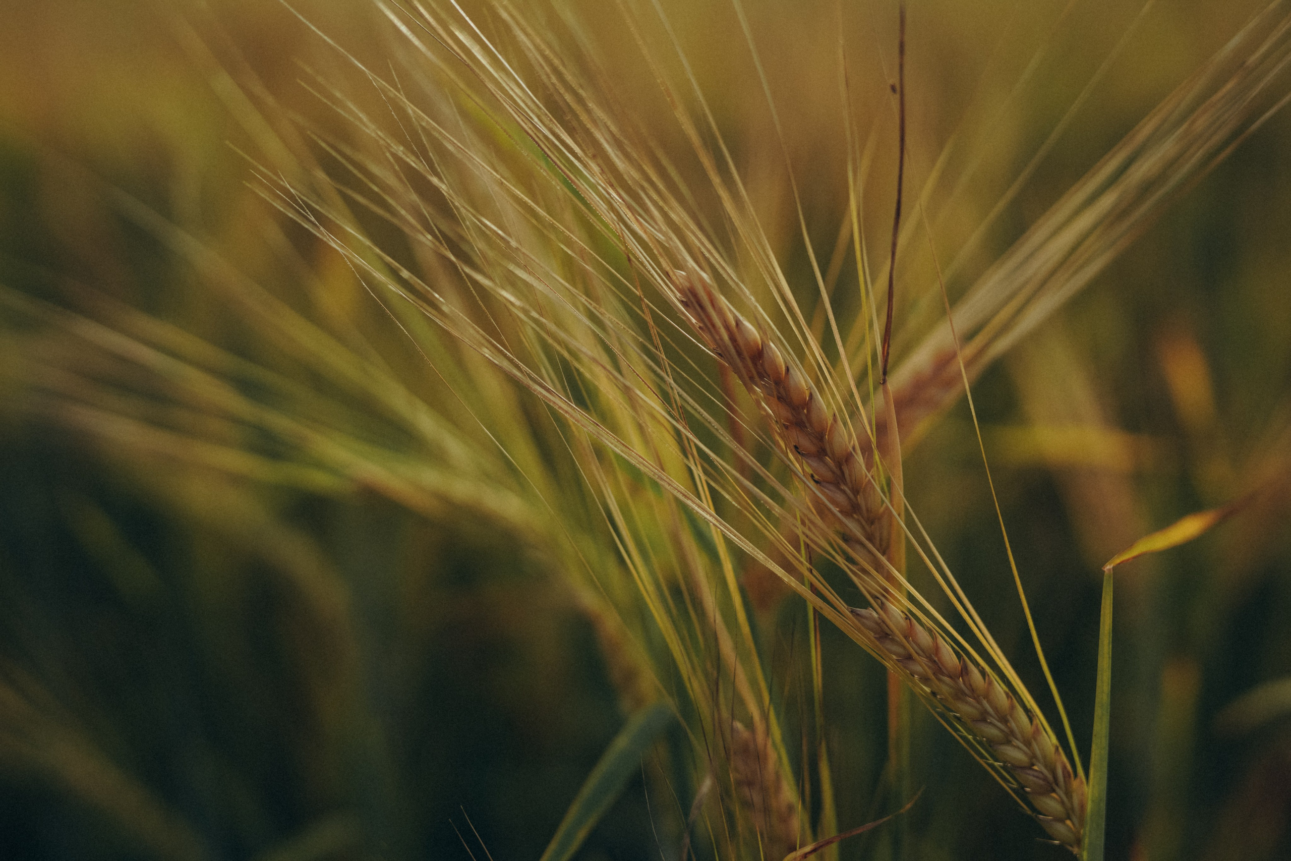 Пшеничное поле. Семейный и женский фотограф в Санкт-Петербурге Татьяна Стружкина