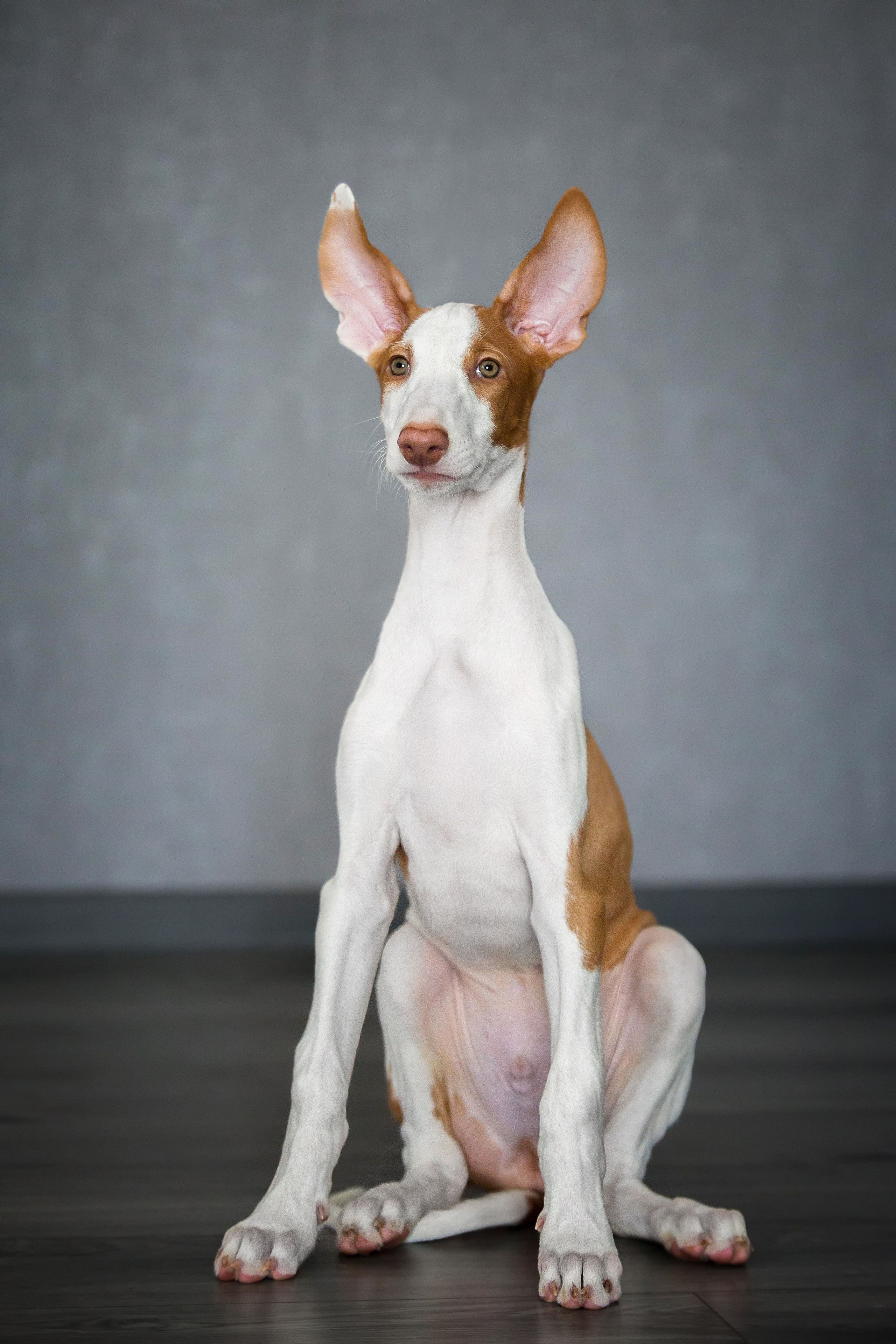 Поденко Ибиценко. Https://moshkovaphoto.ru/