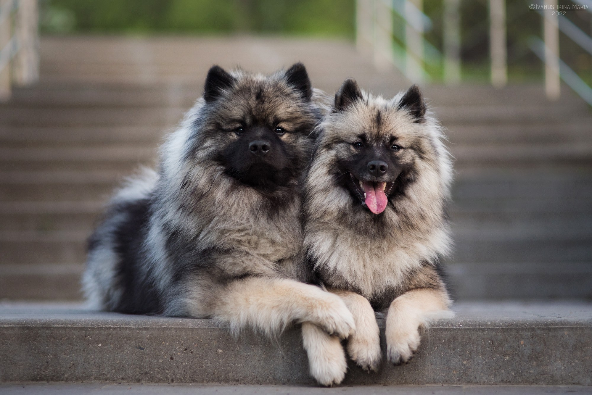 два кеесхонда