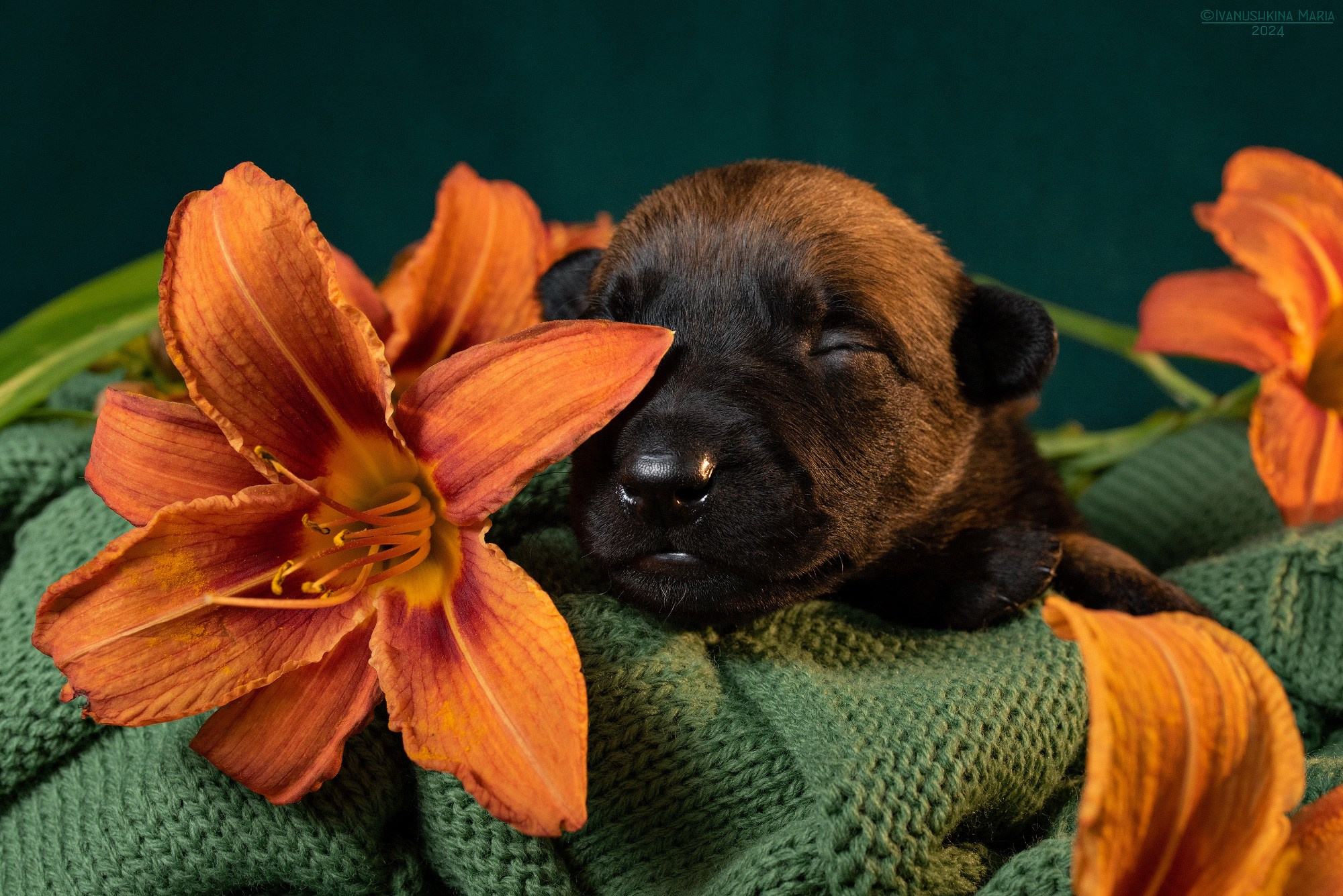 Ньюборн фотосессия щенков. Фотограф собак в Москве и Московской области Иванушкина Мария