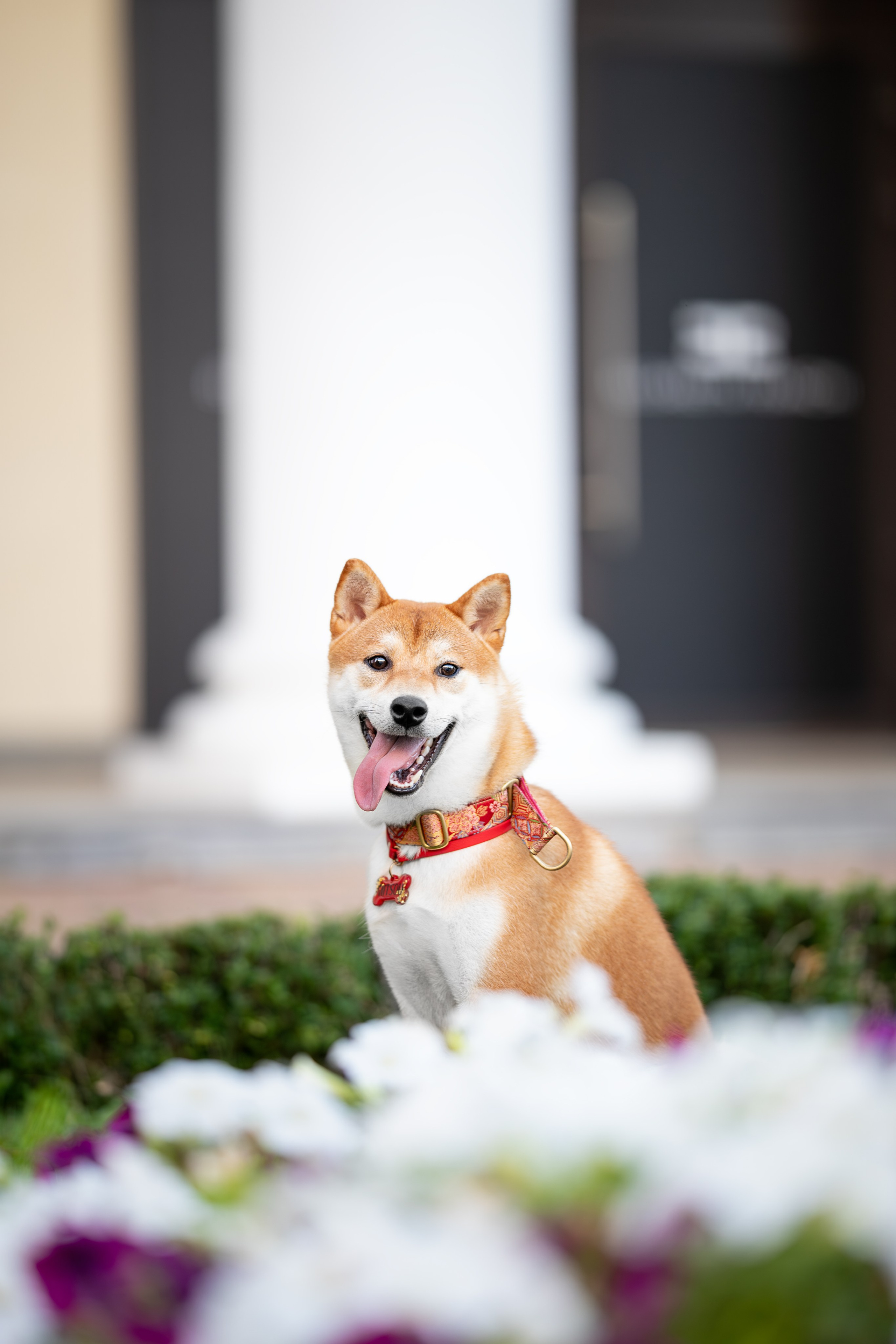 Митсоу, Сиба-Ину. Ирина Голомб|Фотограф-анималист в  Сочи и Калининграде