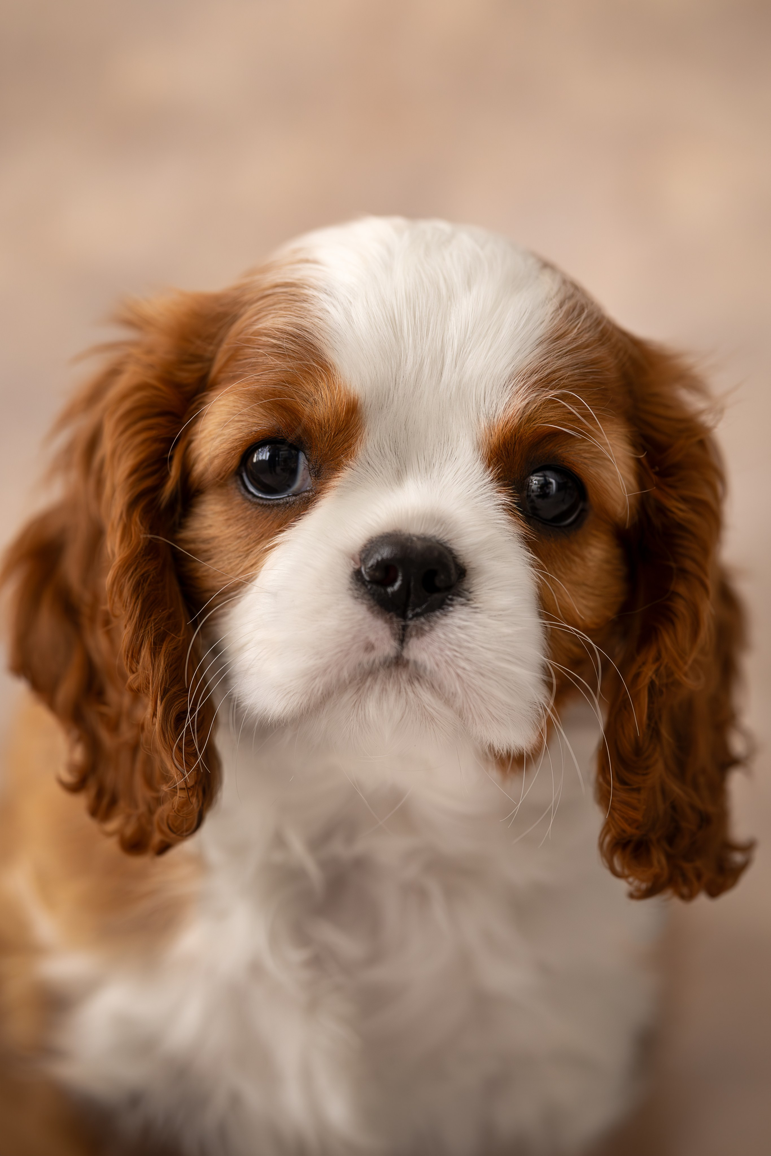 Детки кавалерчики. Ирина Голомб|Фотограф-анималист в  Сочи и Калининграде