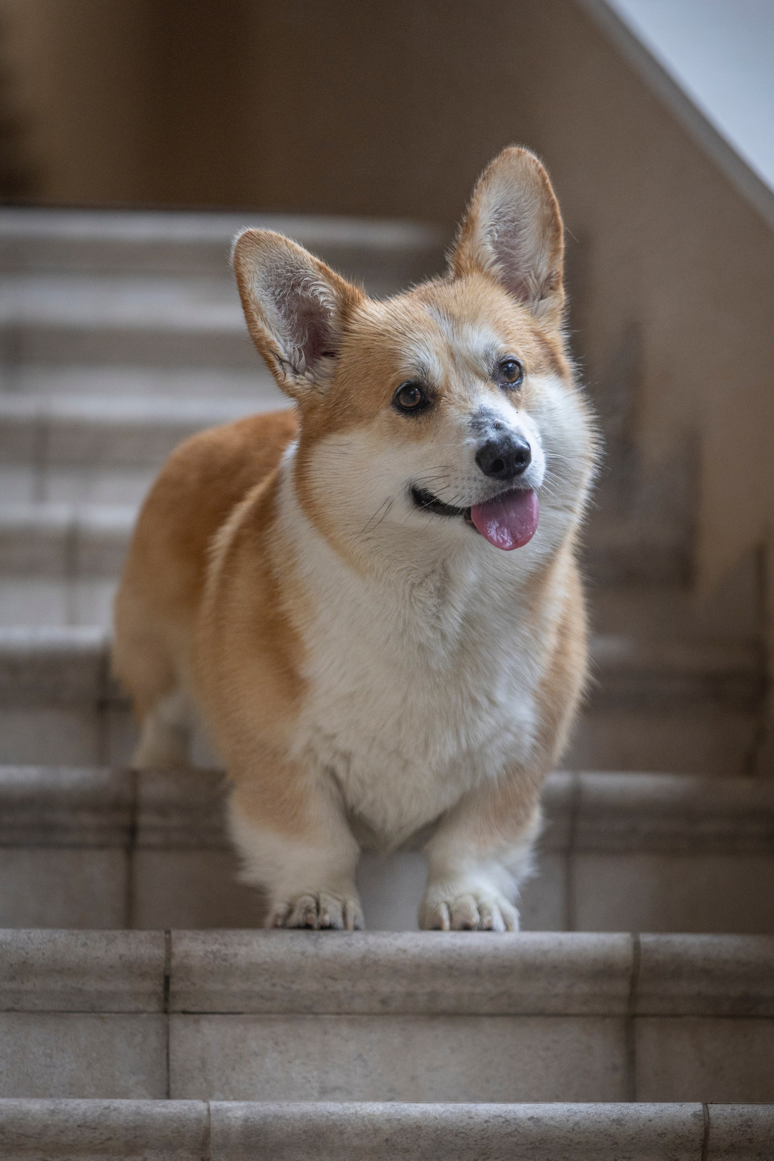 Гай, Корги-Пемброк. Ирина Голомб|Фотограф-анималист в  Сочи и Калининграде